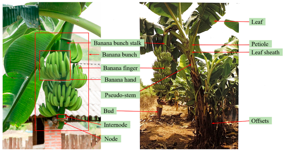 A tool to cut banana bunches from the stem : r/oddlysatisfying