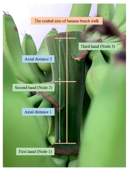 Agriculture 11 00362 g004