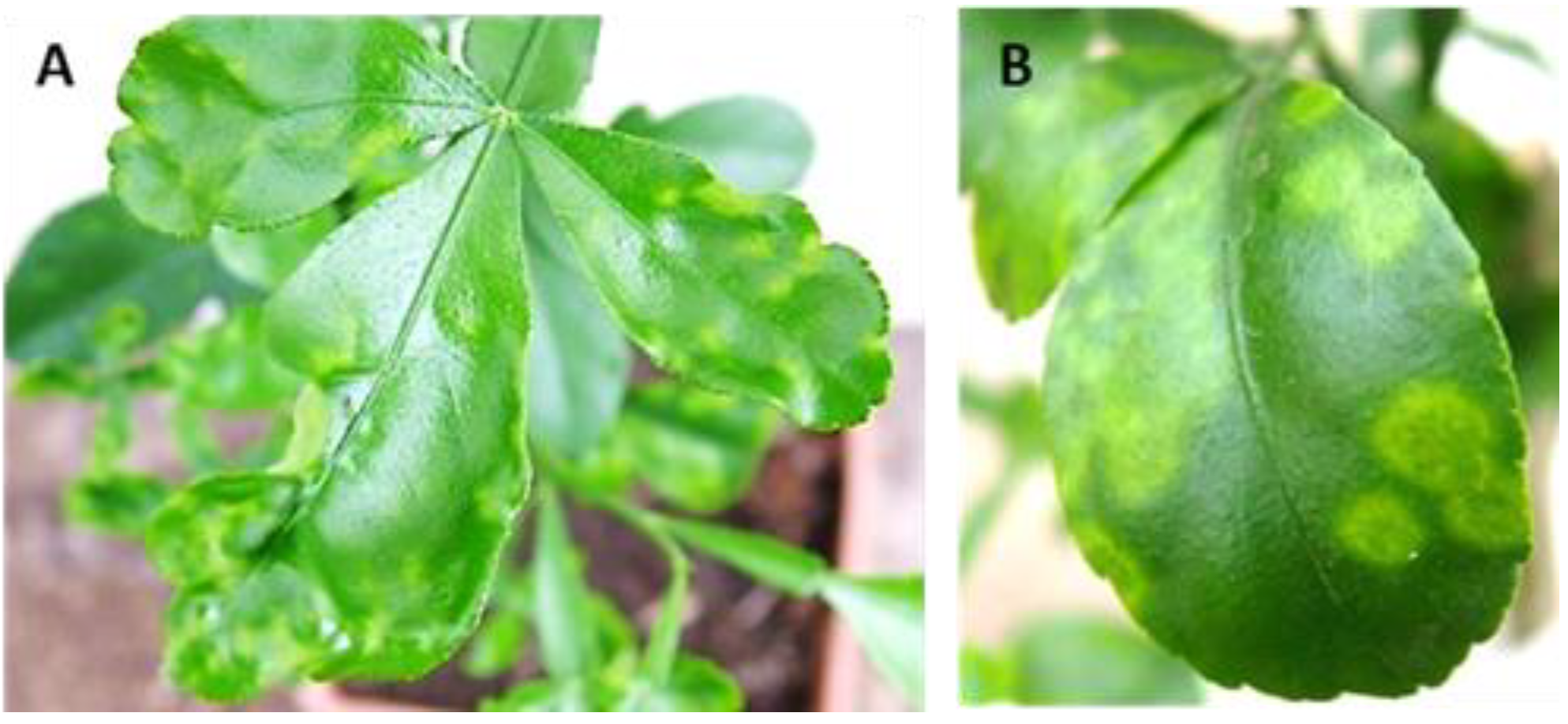 Agriculture 11 00400 g008