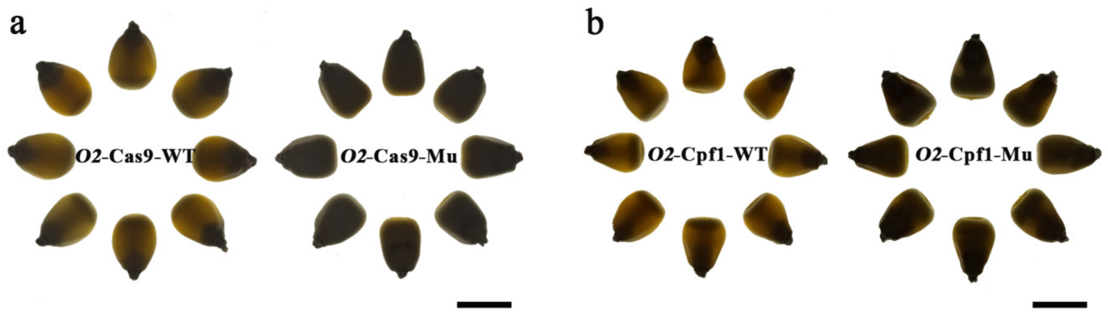 Agriculture 11 00429 g005 Agriculture 11 00429 g005