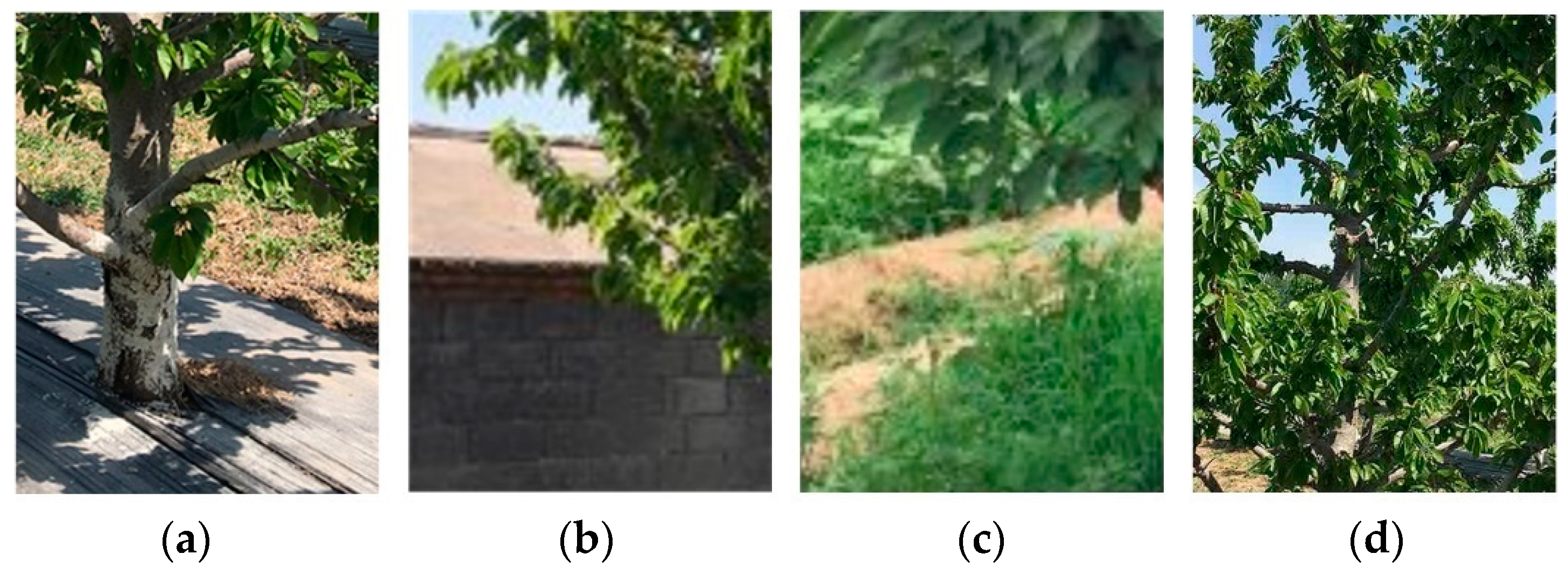 Agriculture 11 00431 g001 Agriculture 11 00431 g001