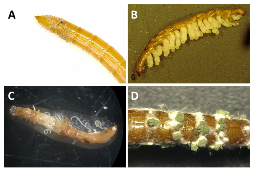Alternative Strategies for Controlling Wireworms in Field Crops: A Review