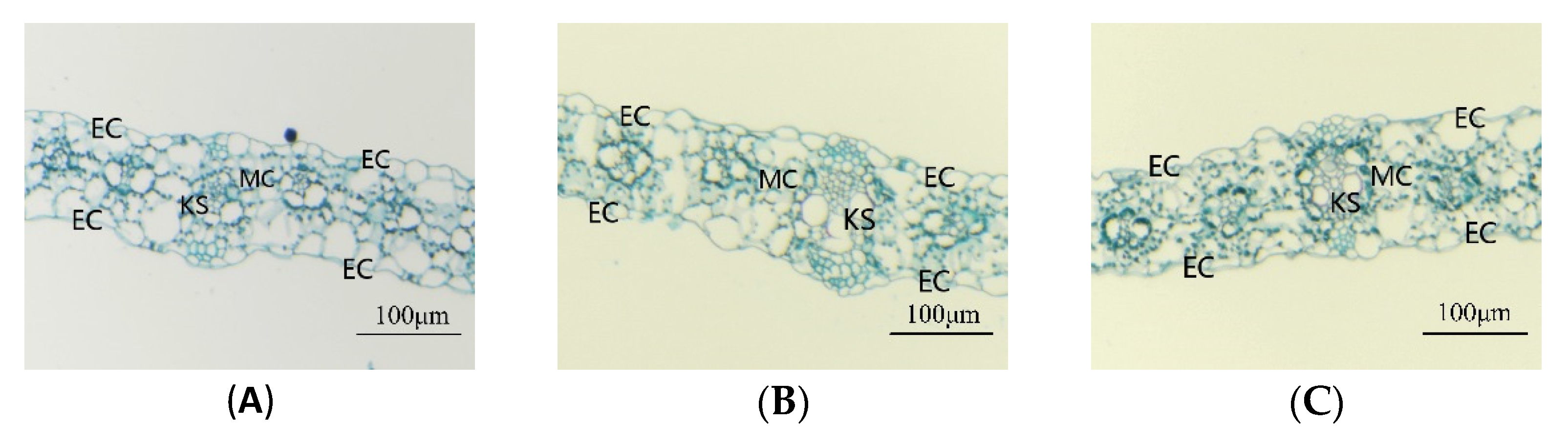 Agriculture 11 00477 g005a Agriculture 11 00477 g005a