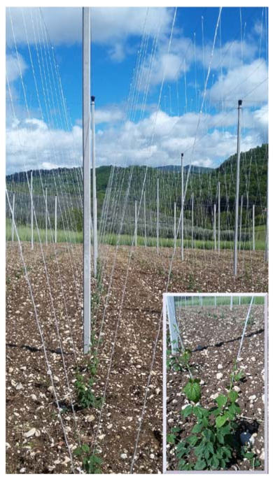 Agriculture 11 00484 g003 Agriculture 11 00484 g003