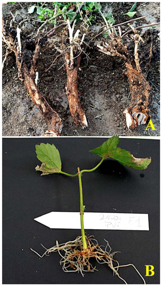 Agriculture 11 00484 g004 Agriculture 11 00484 g004