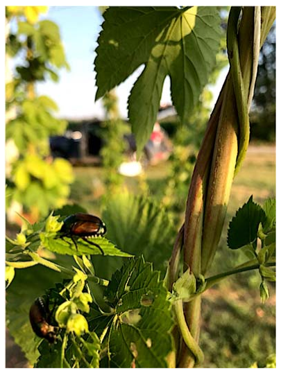 Agriculture 11 00484 g006 Agriculture 11 00484 g006