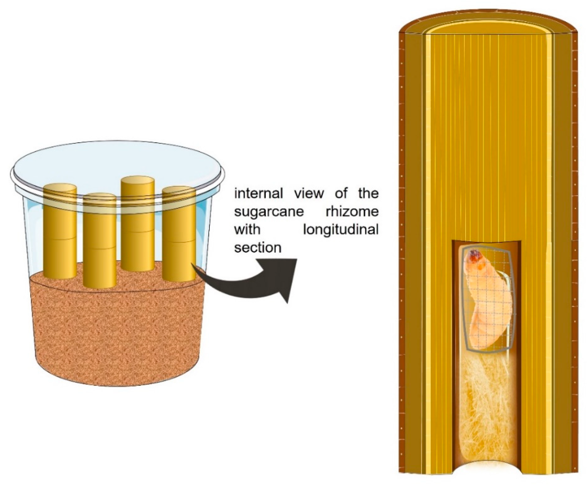 Agriculture 11 00500 g001 Agriculture 11 00500 g001