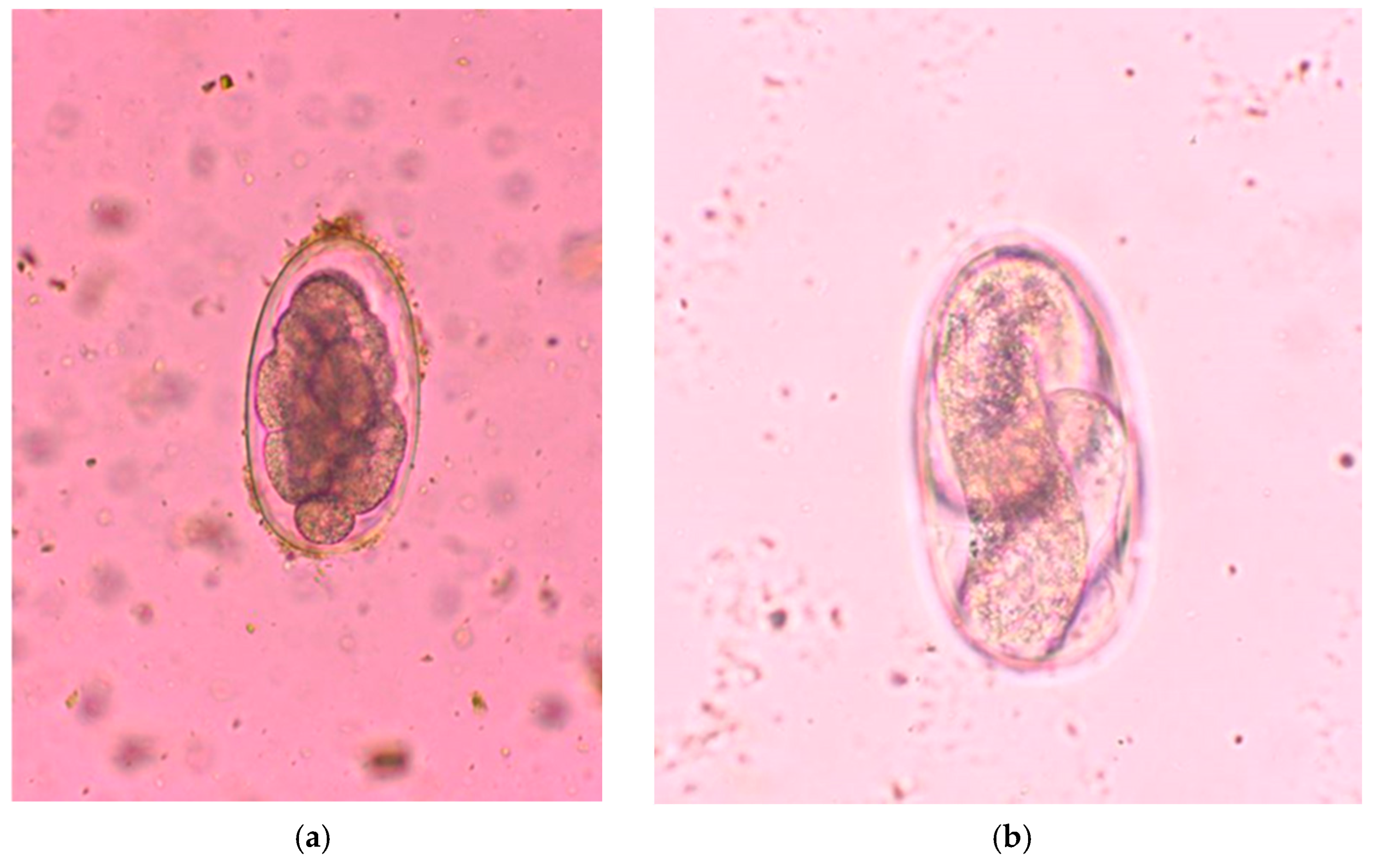 Agriculture 11 00525 g002