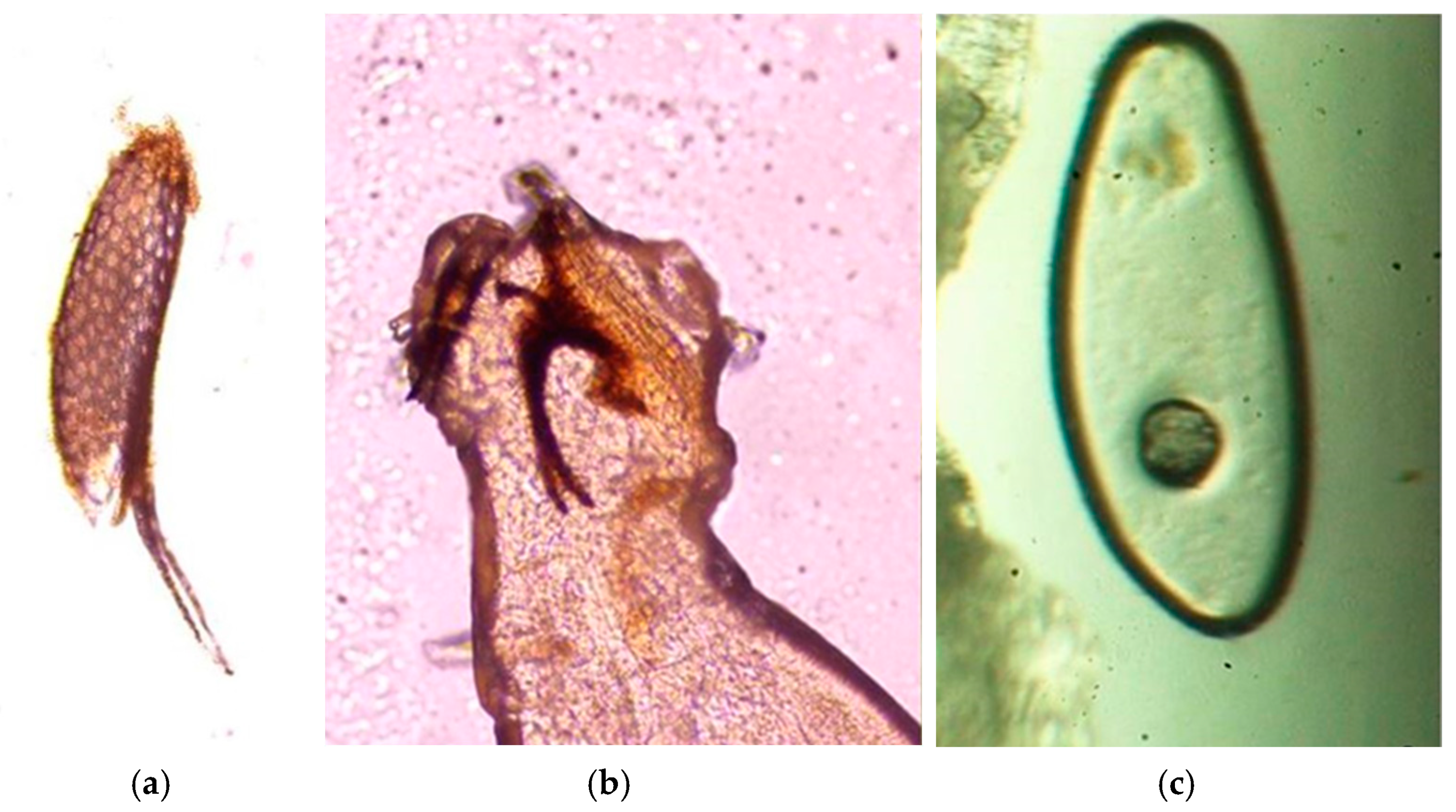 Agriculture 11 00525 g003