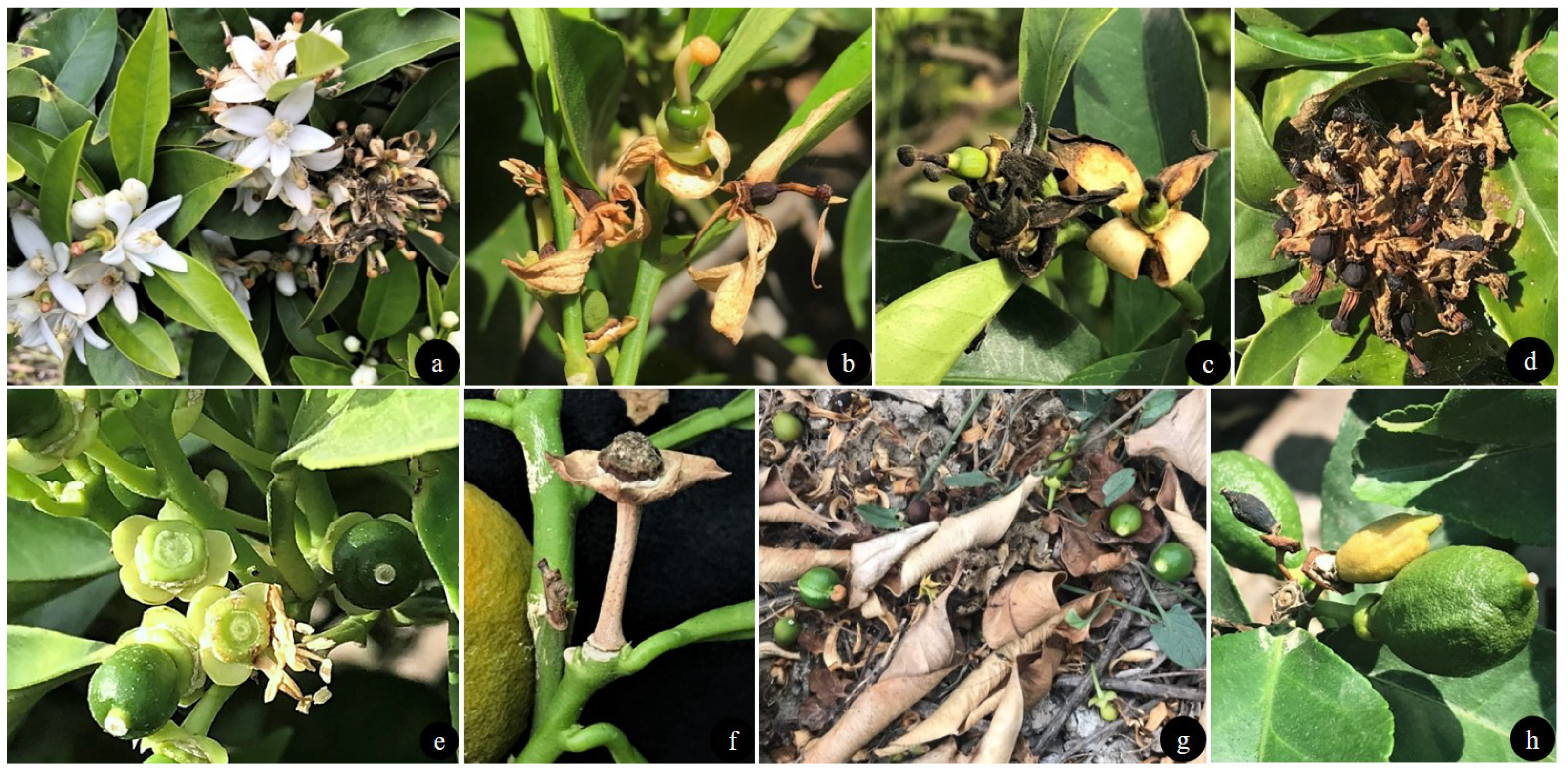 Agriculture 11 00536 g001 Agriculture 11 00536 g001