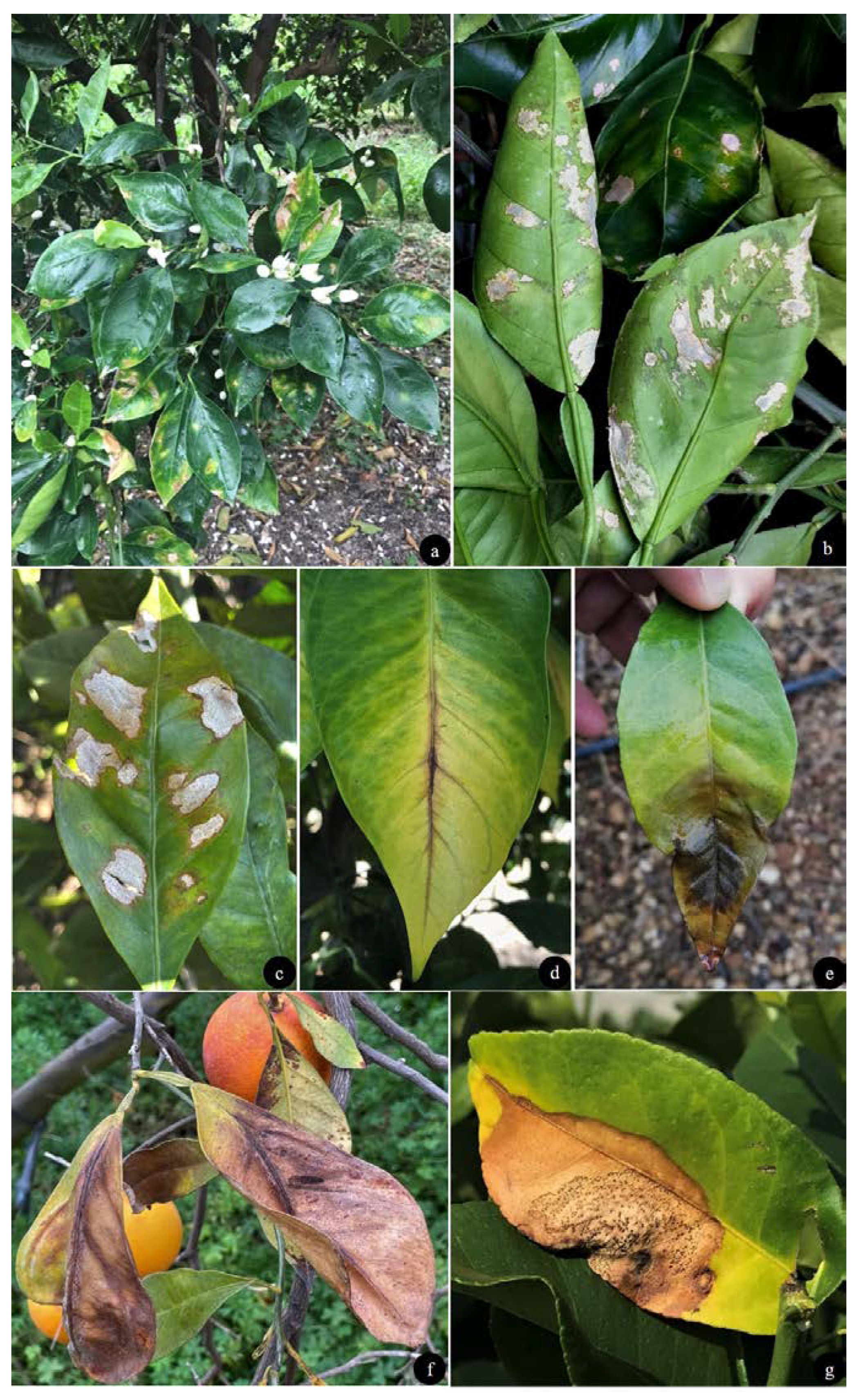 Agriculture 11 00536 g003 Agriculture 11 00536 g003