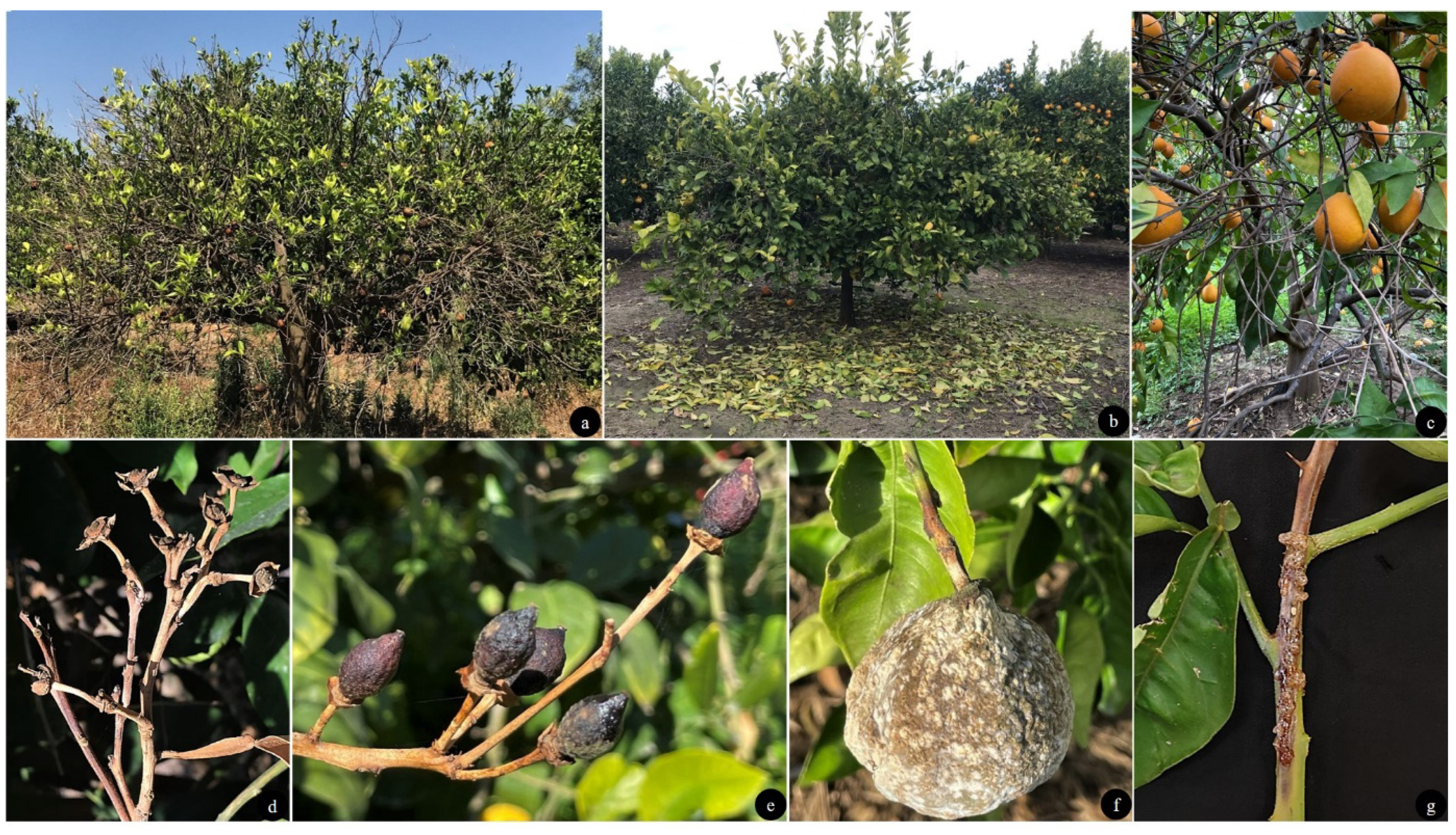 Agriculture 11 00536 g006 Agriculture 11 00536 g006