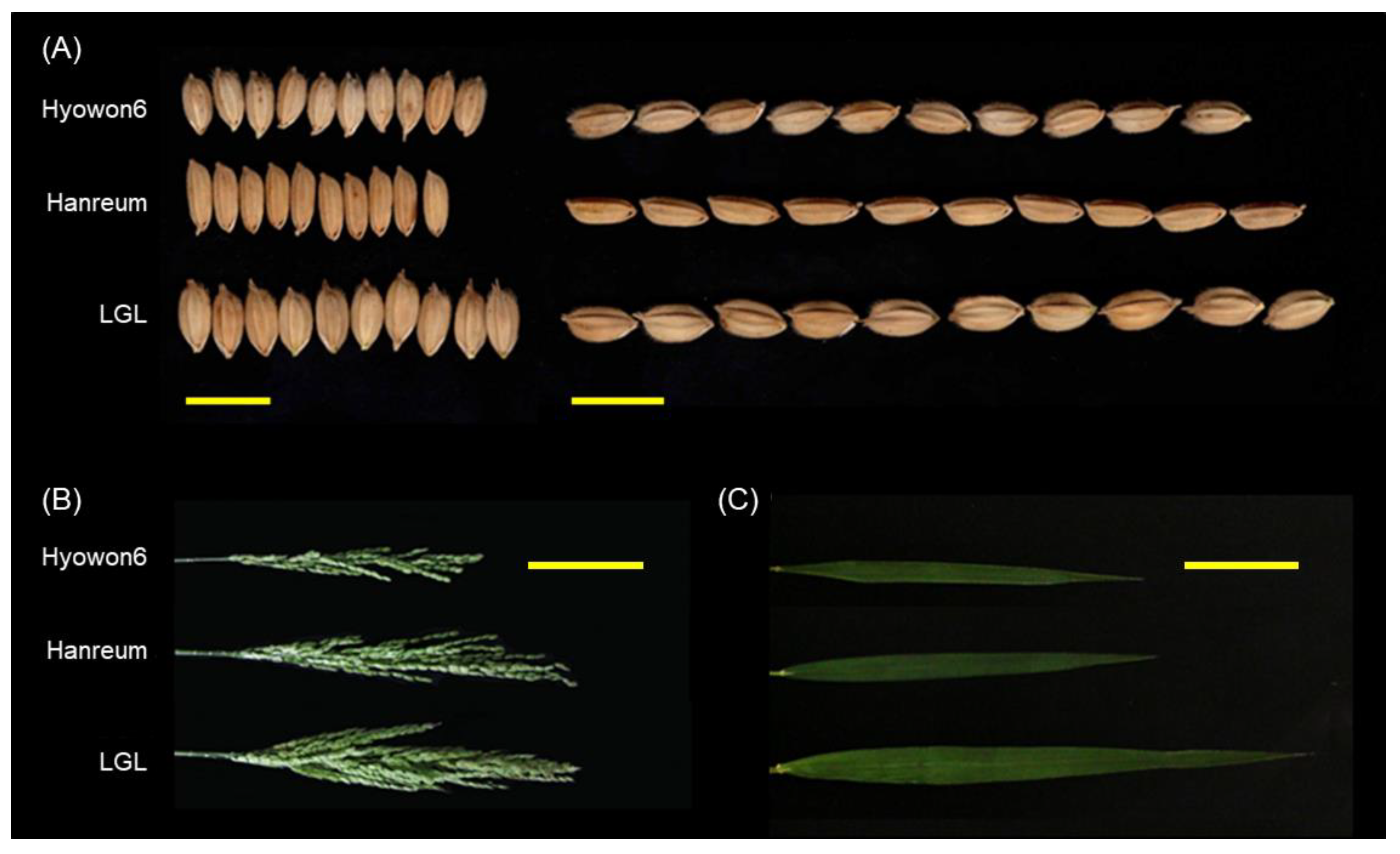 Agriculture 11 00565 g001