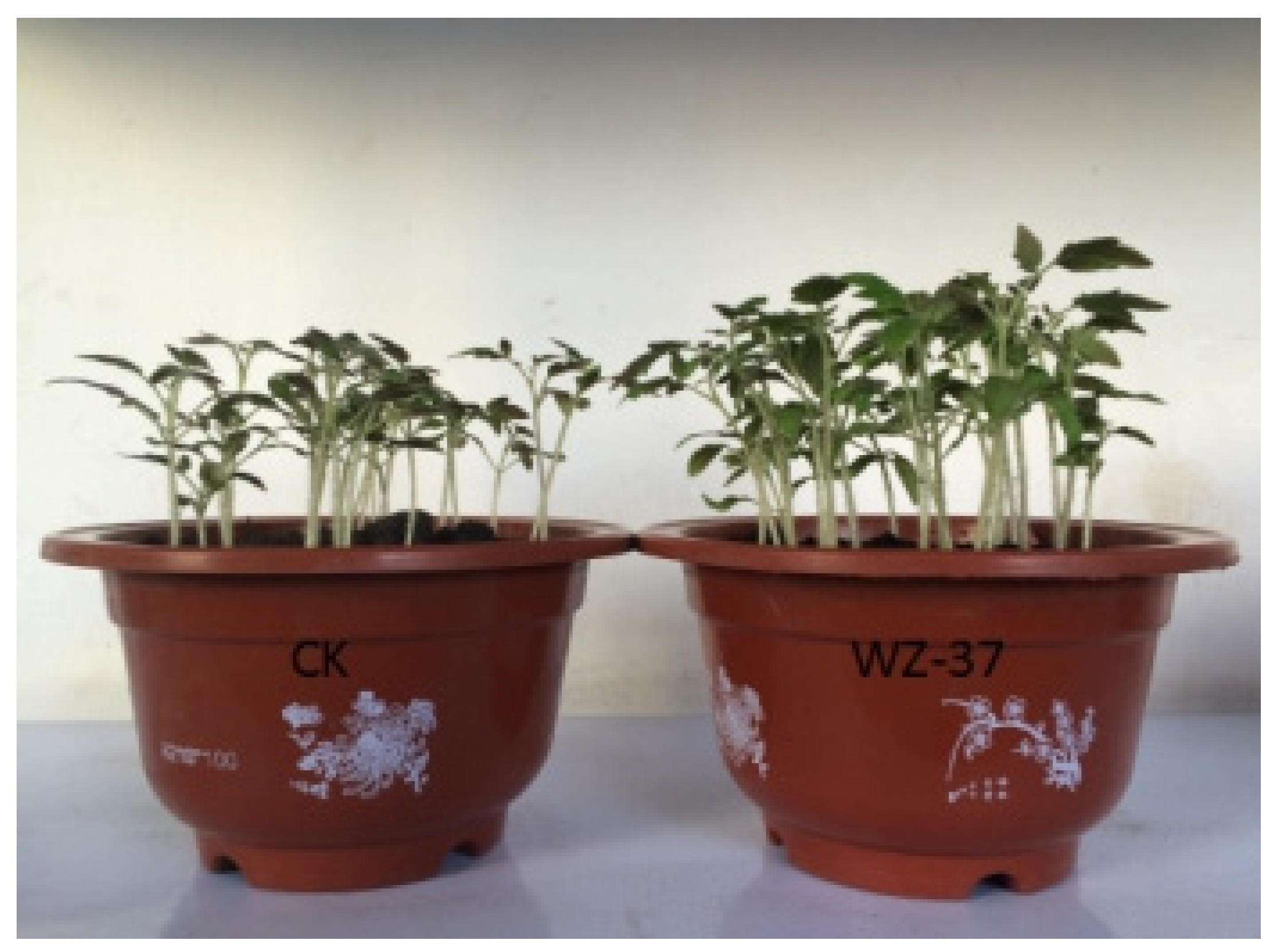 Agriculture 11 00581 g005