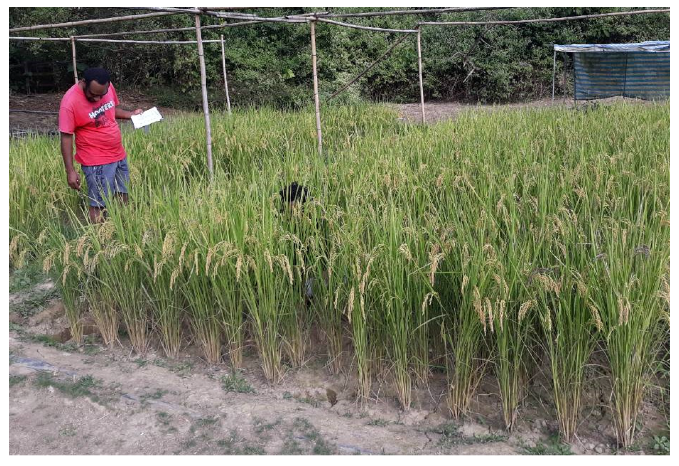 Agriculture 11 00605 g002