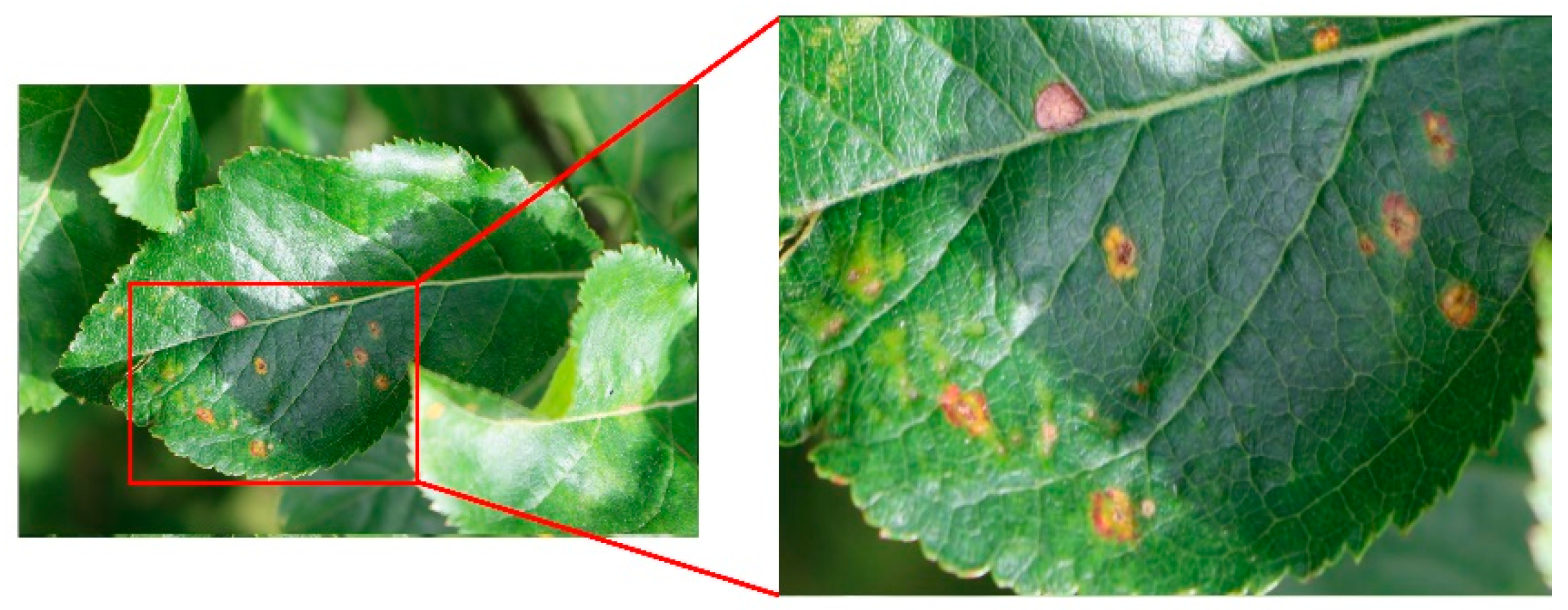 Agriculture 11 00617 g007 550