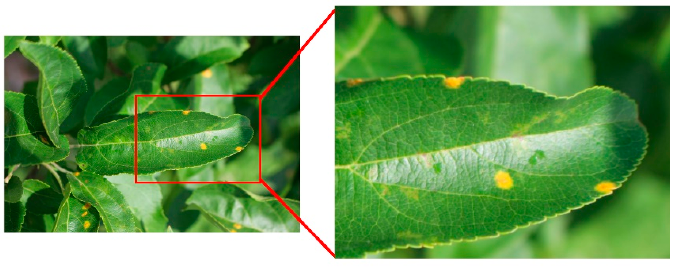 Agriculture 11 00617 g008 550