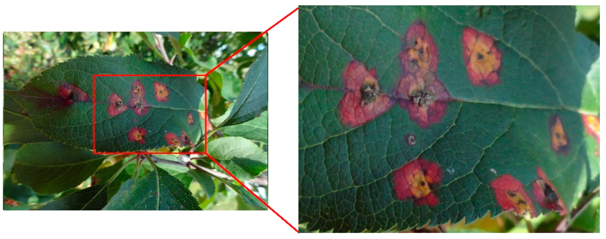 Agriculture 11 00617 g009 550