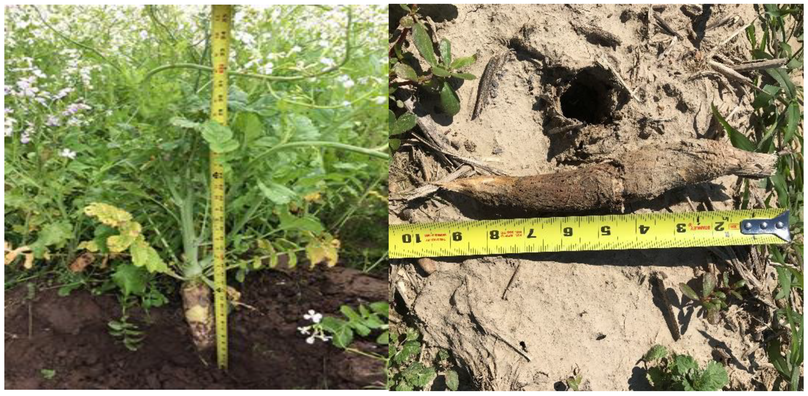 Agriculture 11 00650 g002