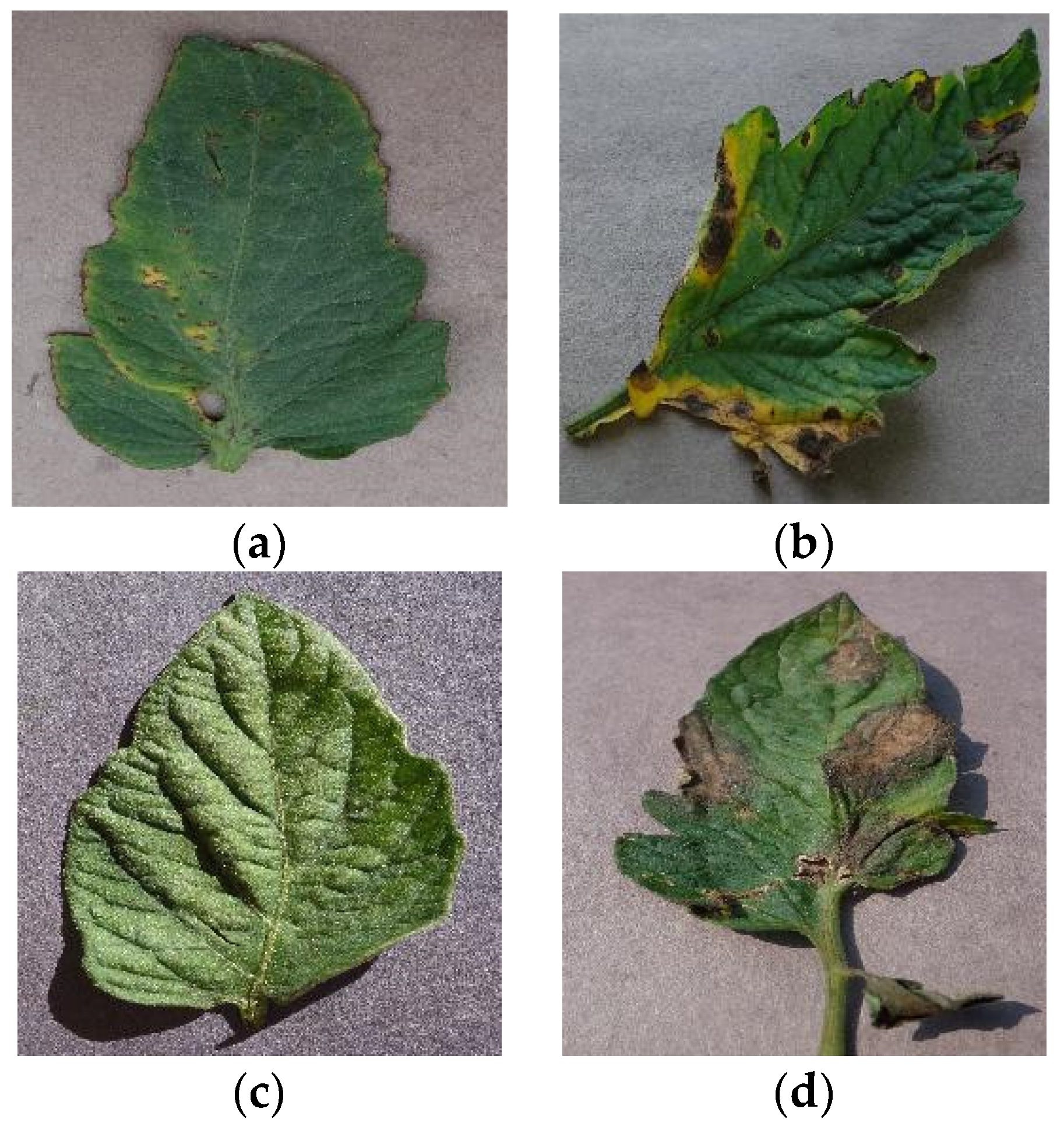 Agriculture | Free Full-Text | Tomato Leaf Disease Diagnosis Based on  Improved Convolution Neural Network by Attention Module