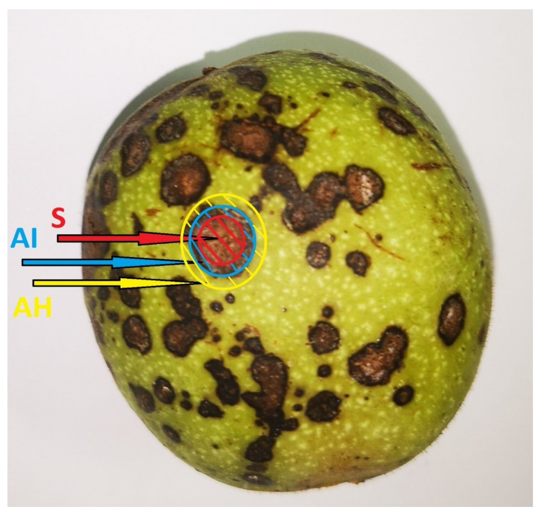 Agriculture 11 00659 g001 550