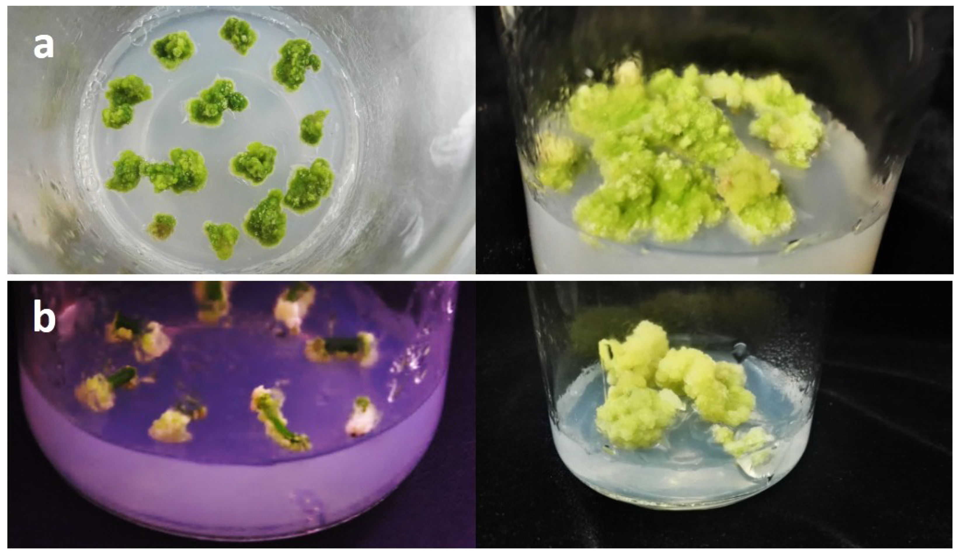 Agriculture 11 00699 g001 Agriculture 11 00699 g001