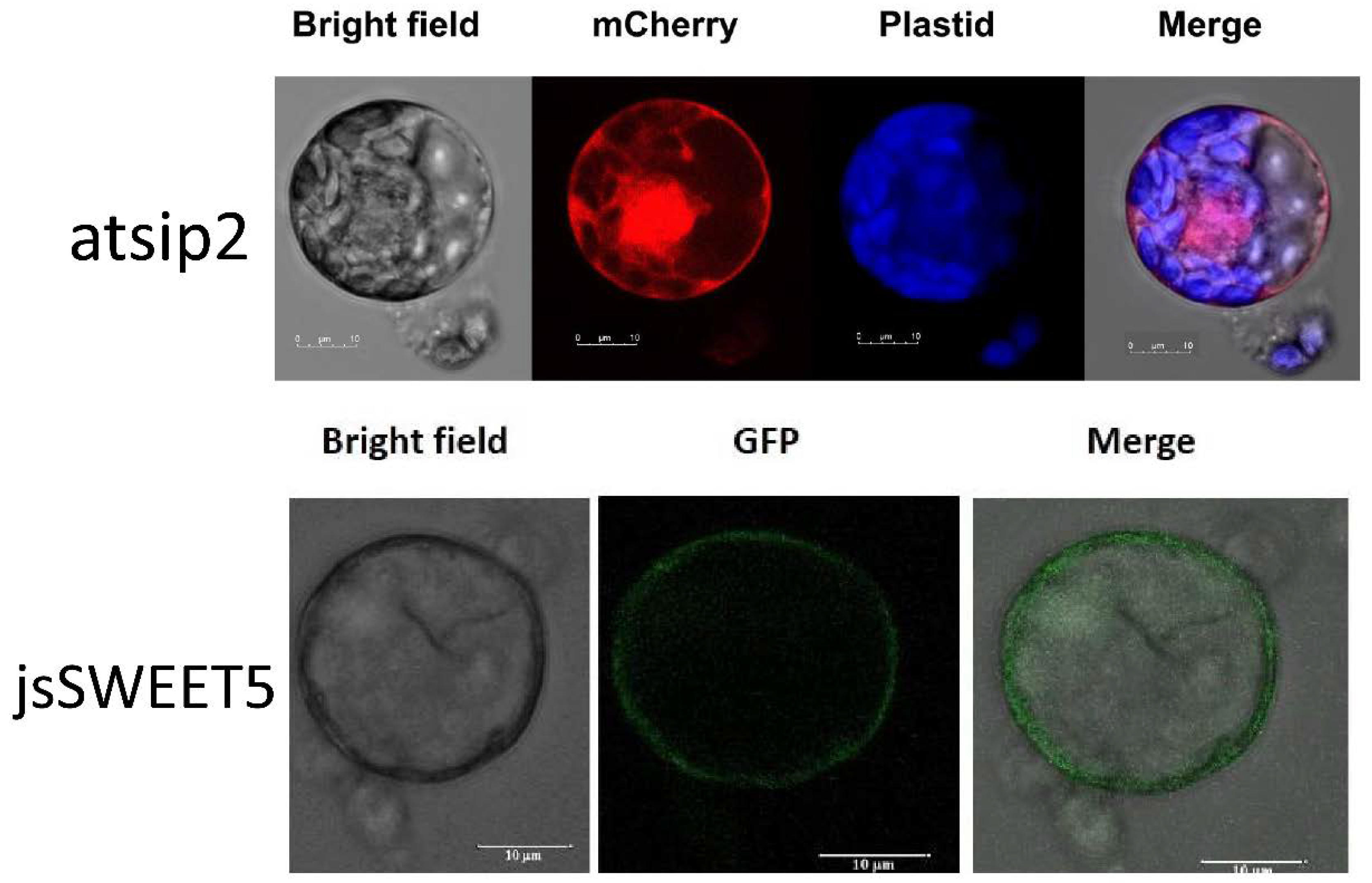 Agriculture 11 00699 g005 Agriculture 11 00699 g005