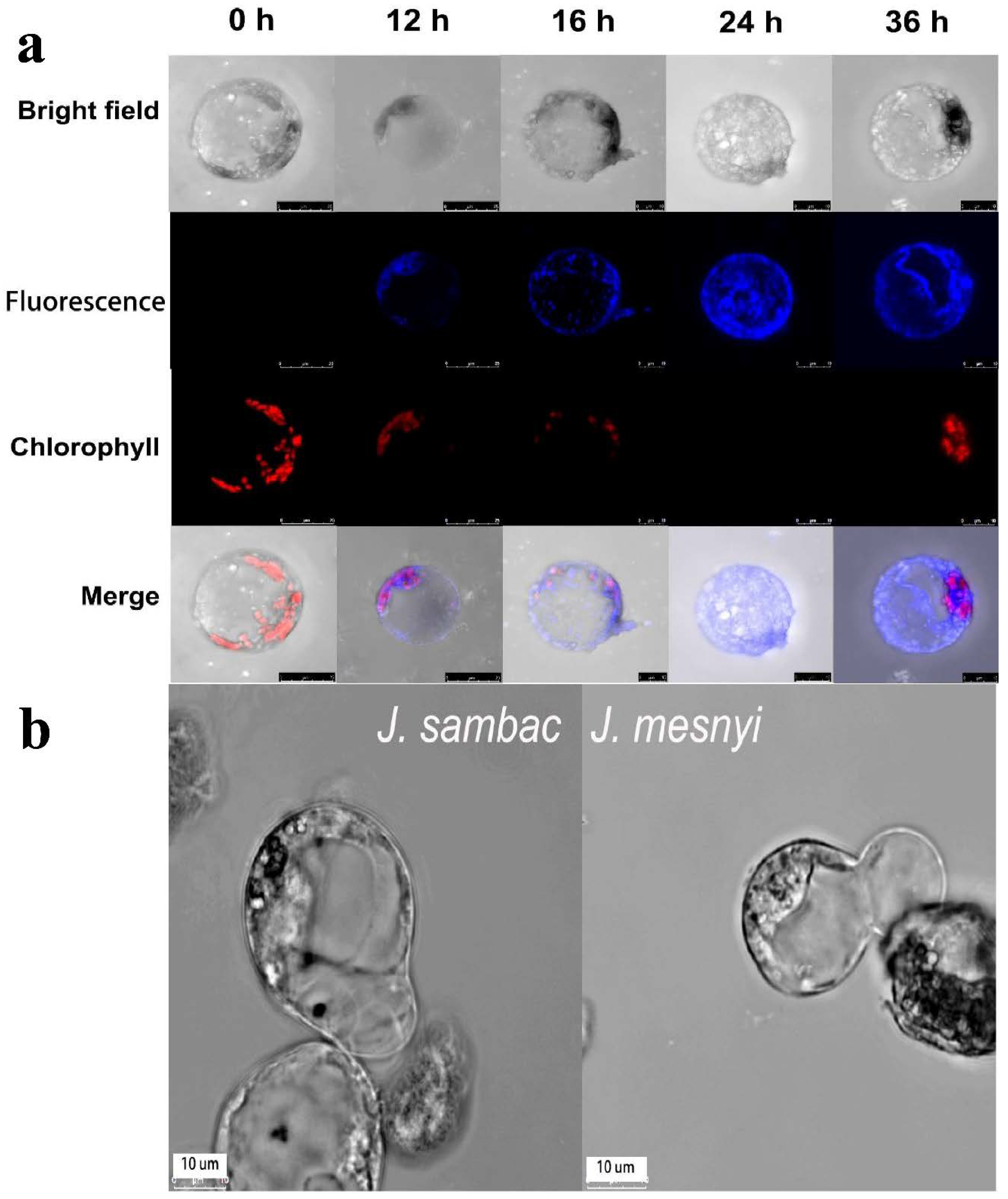 Agriculture 11 00699 g006 Agriculture 11 00699 g006