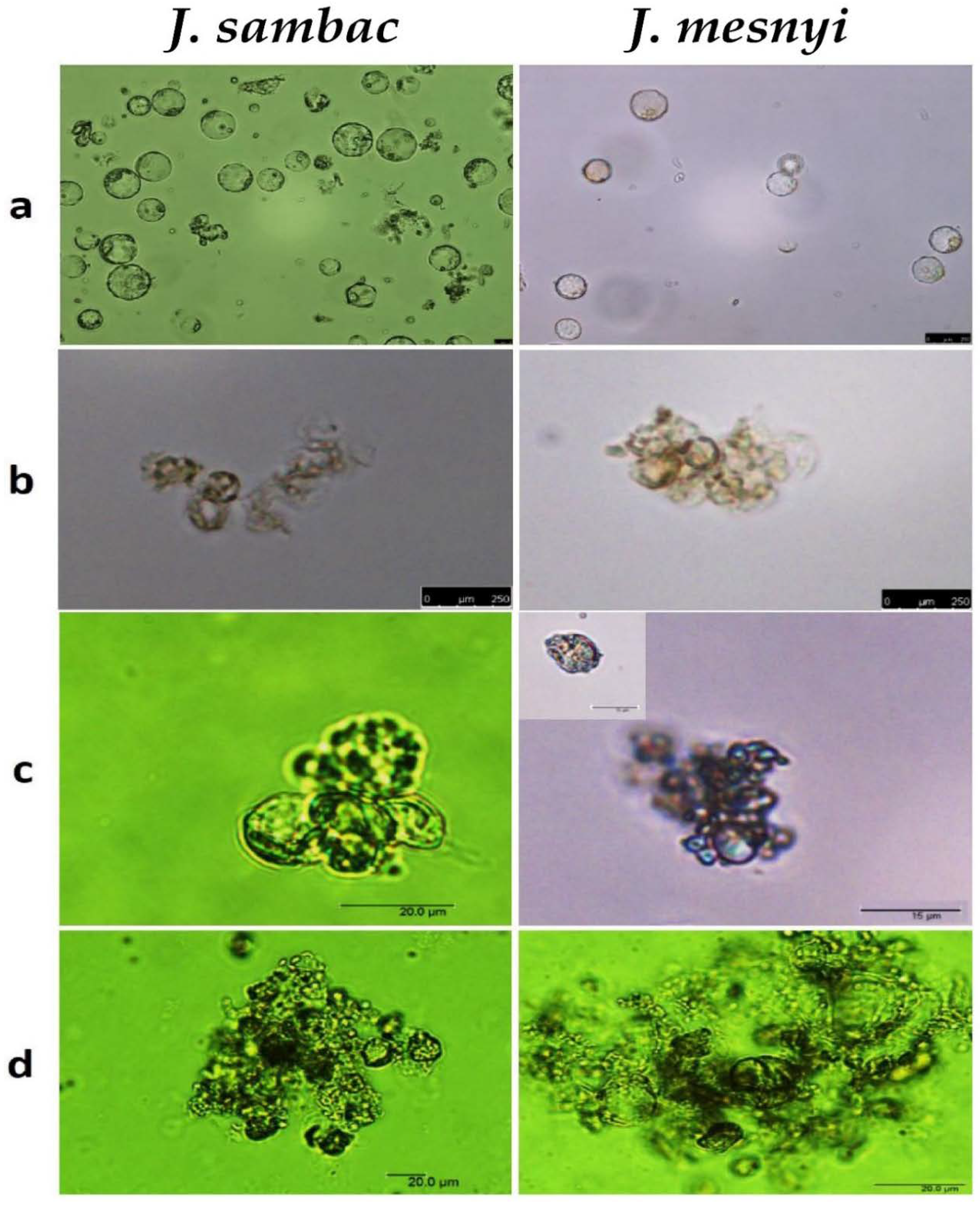 Agriculture 11 00699 g007 Agriculture 11 00699 g007