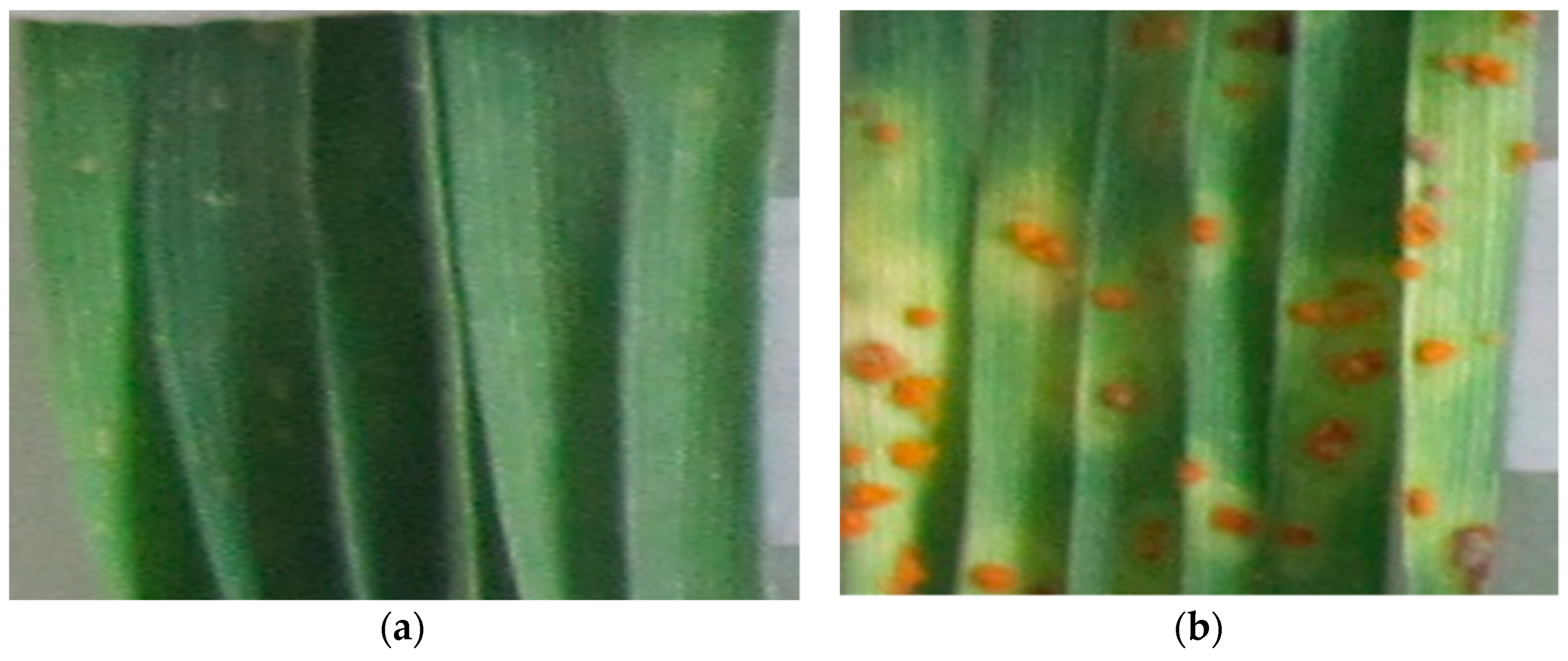 Agriculture 11 00703 g001 550