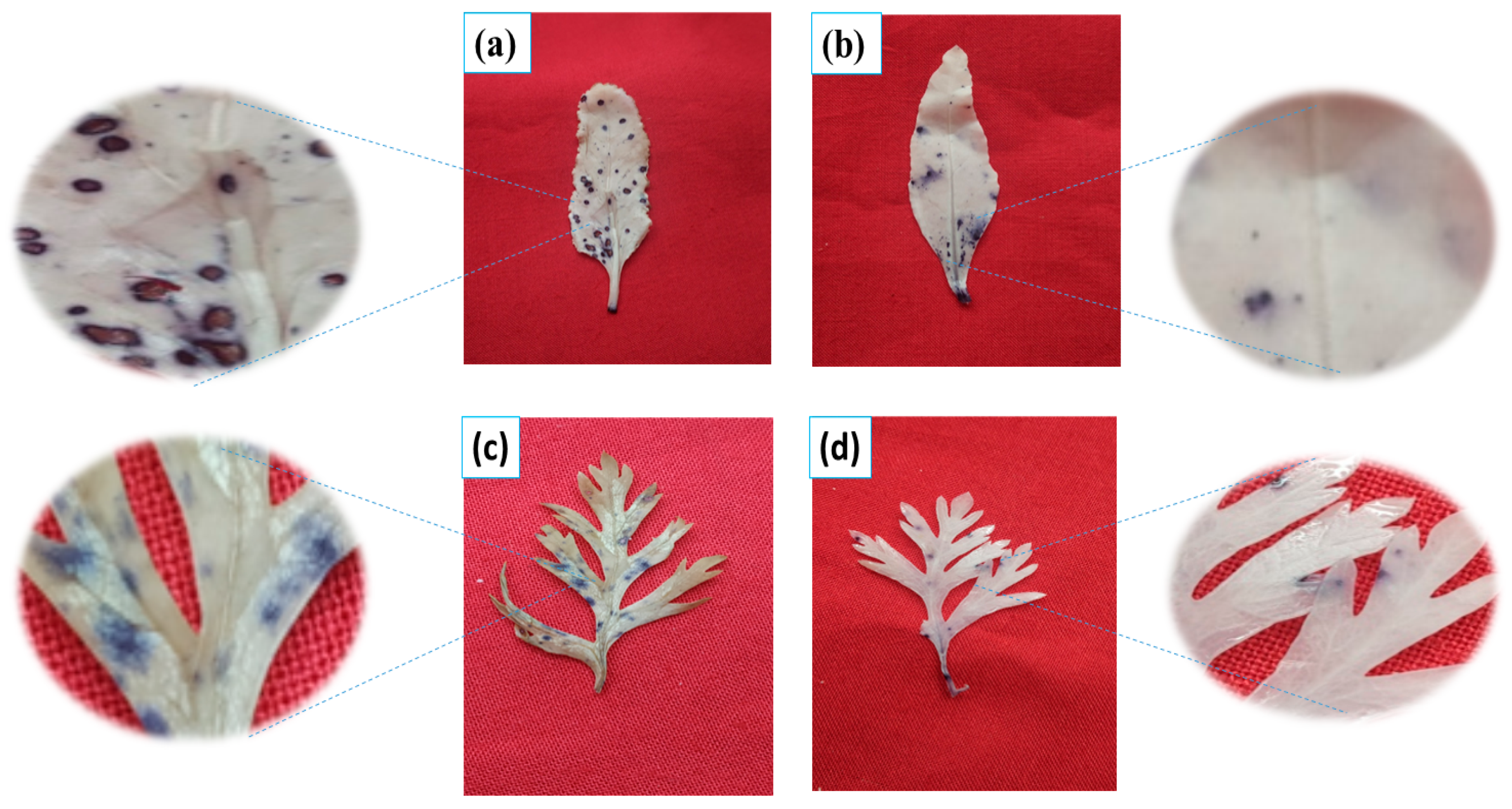 Agriculture 11 00704 g007