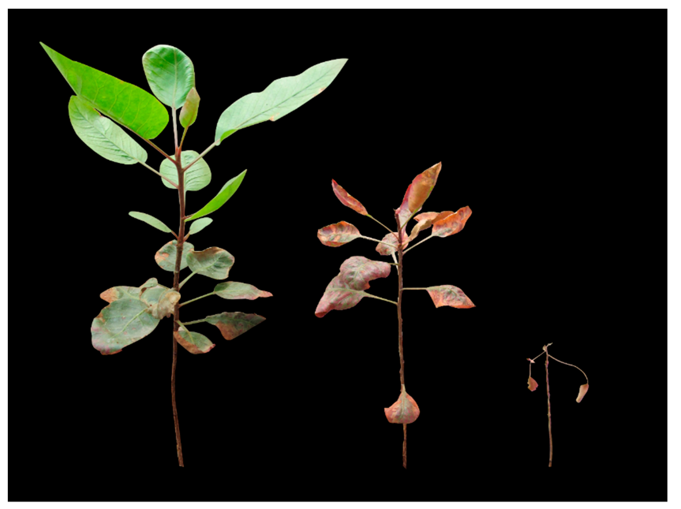 Agriculture 11 00708 g001 Agriculture 11 00708 g001