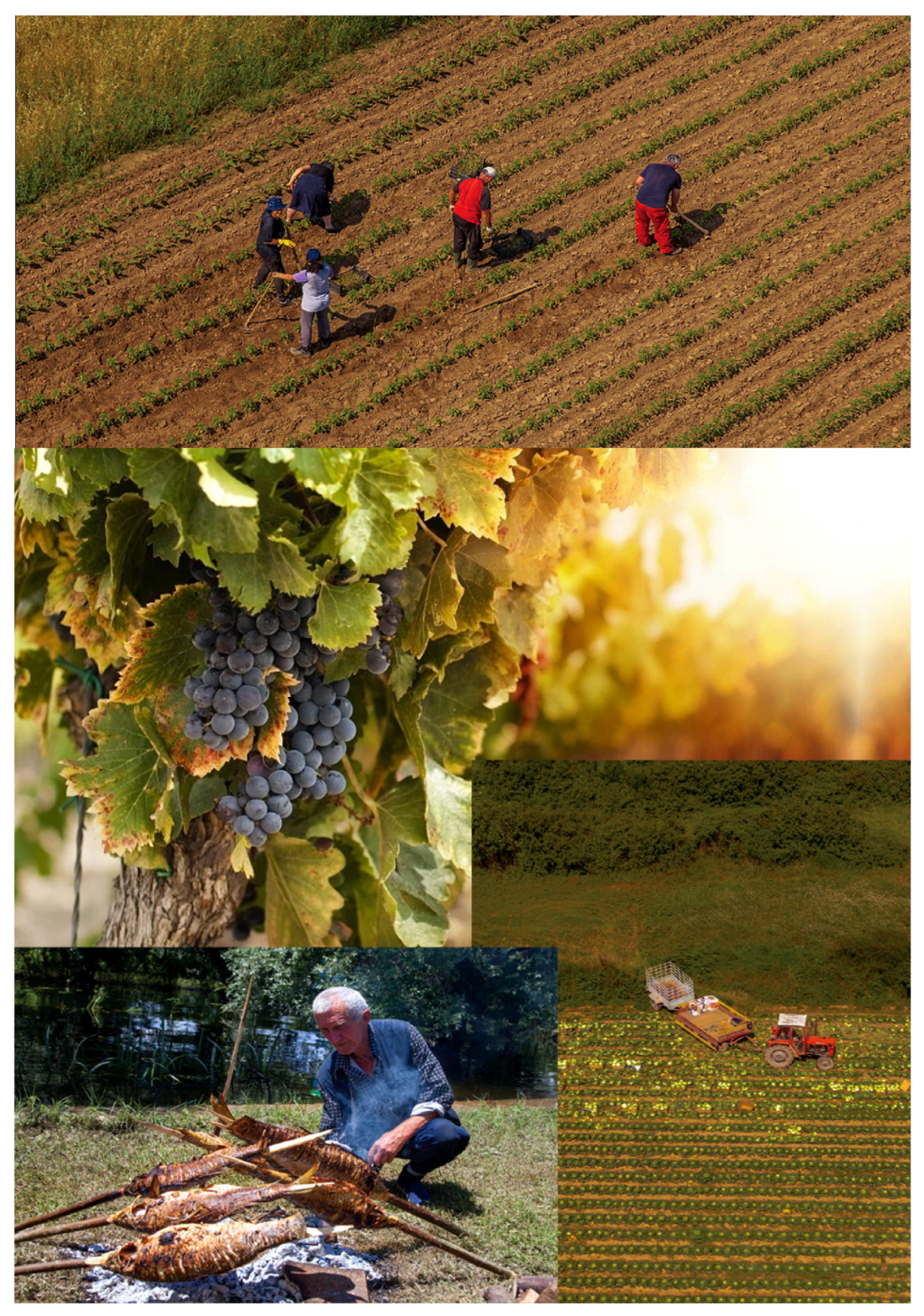 Agriculture 11 00717 g023 550