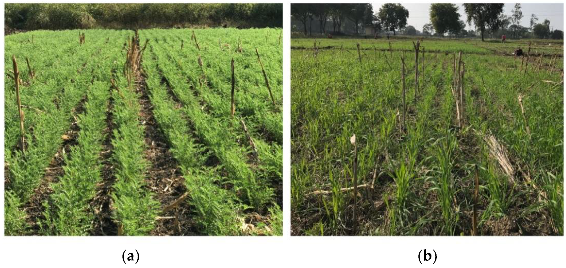 Agriculture 11 00718 g002