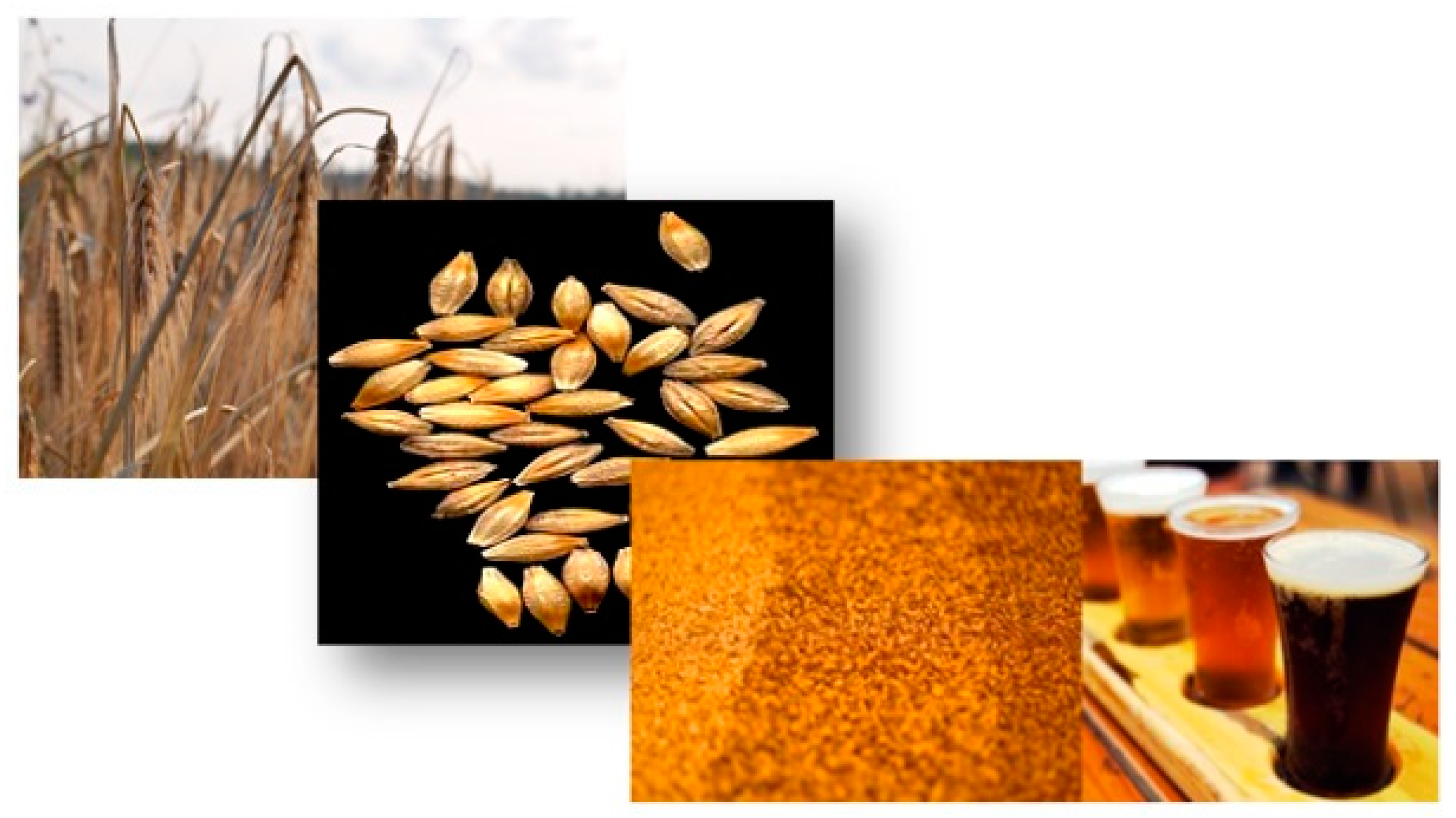 Agriculture 11 00732 g001