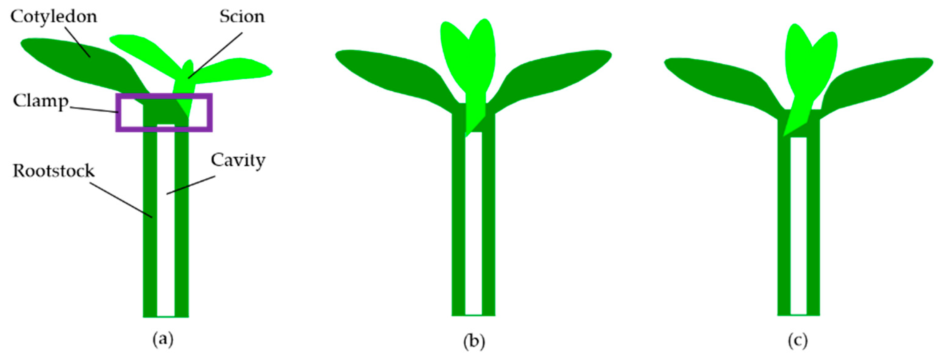 Agriculture 11 00736 g001 550