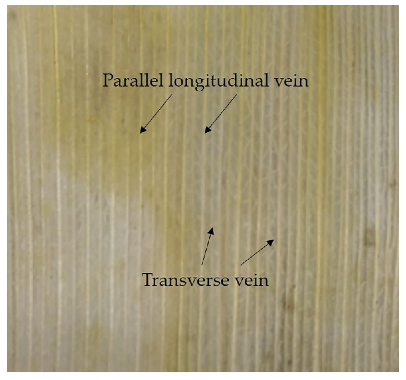 Agriculture 11 00796 g007 550