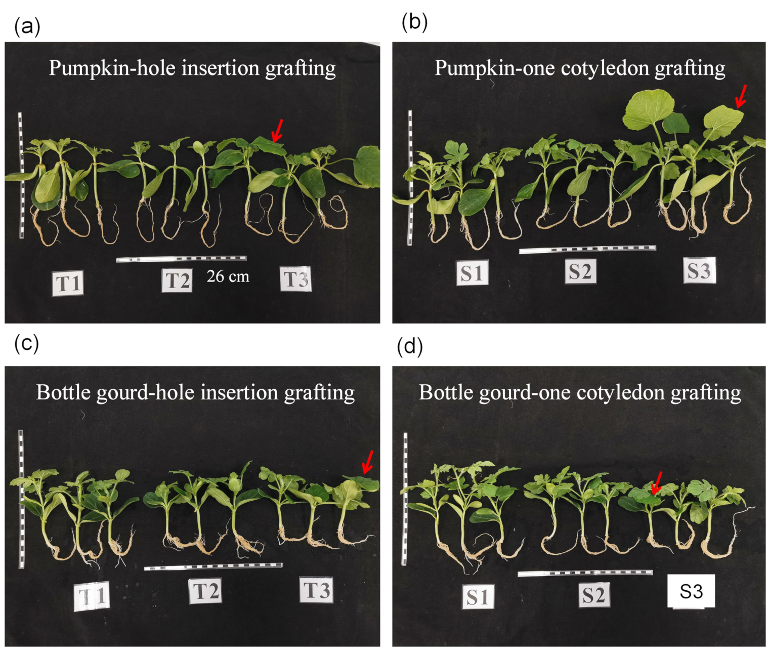 Agriculture 11 00812 g004 Agriculture 11 00812 g004