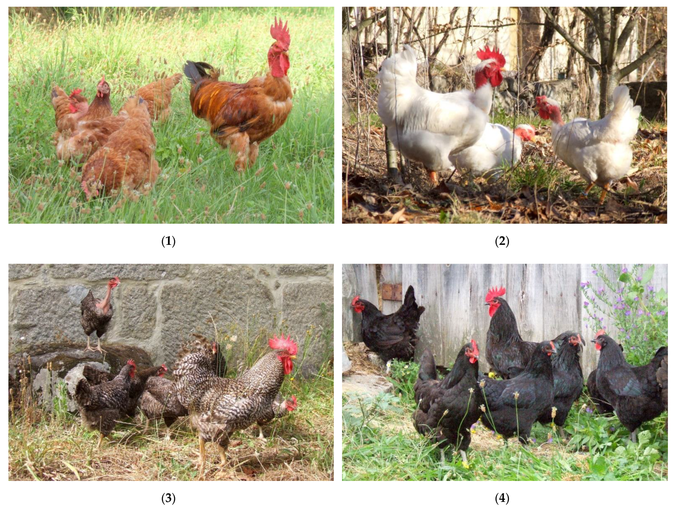 IV. Different Breeds of Hens Used in Traditional Agriculture
