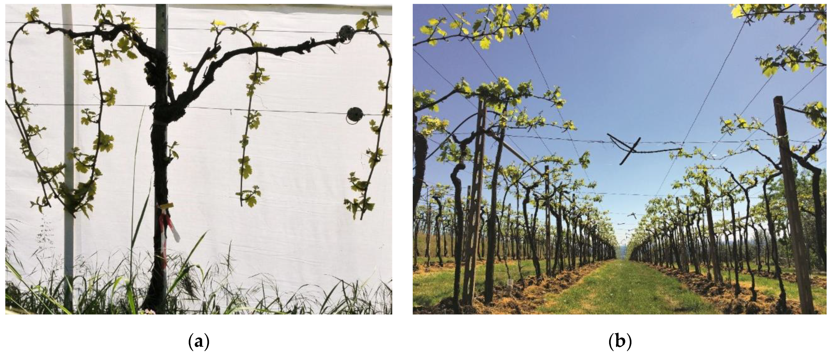 Agriculture | Free Full-Text | Evaluation of a Fixed Spraying ...