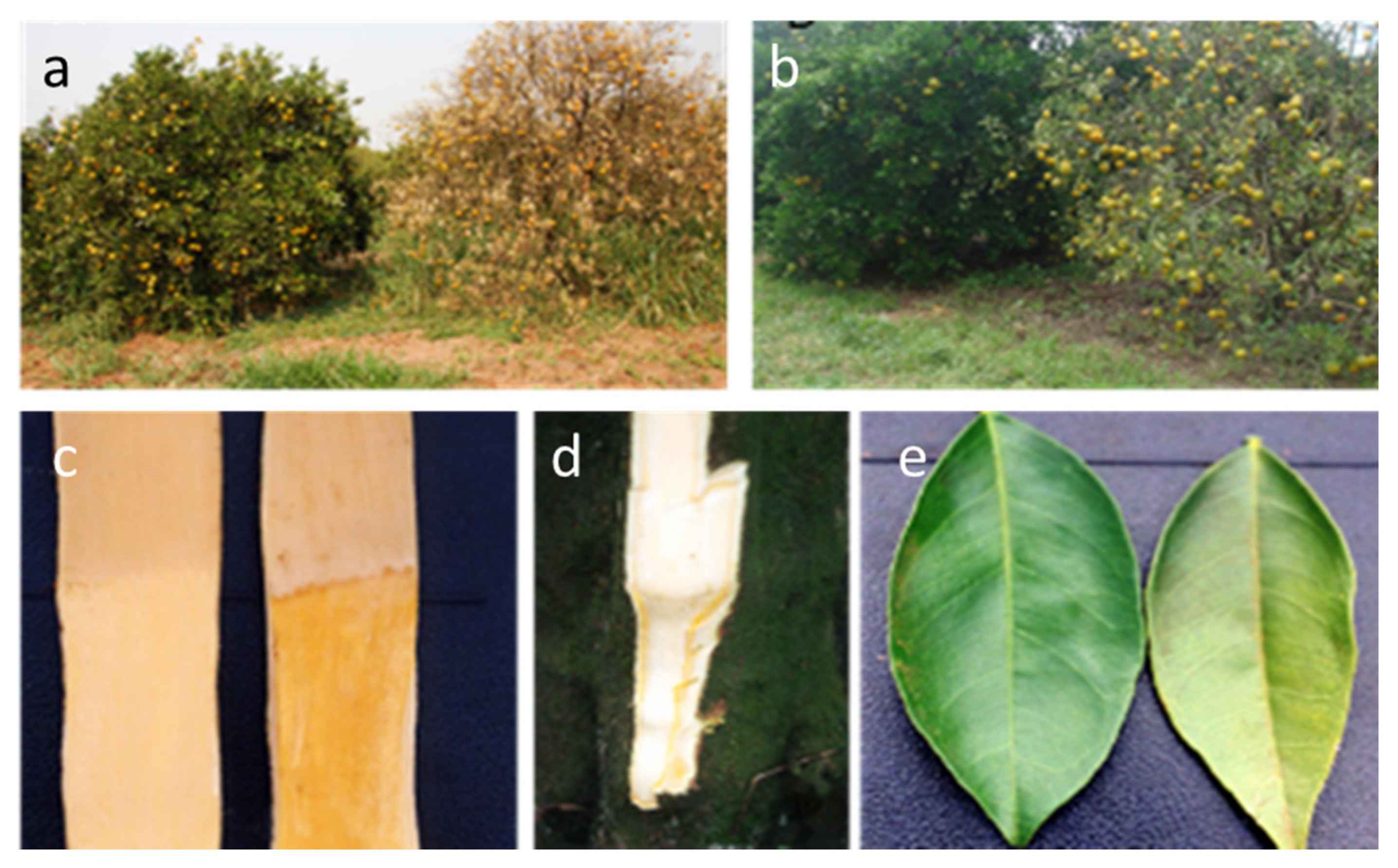 Agriculture 11 00839 g009 Agriculture 11 00839 g009