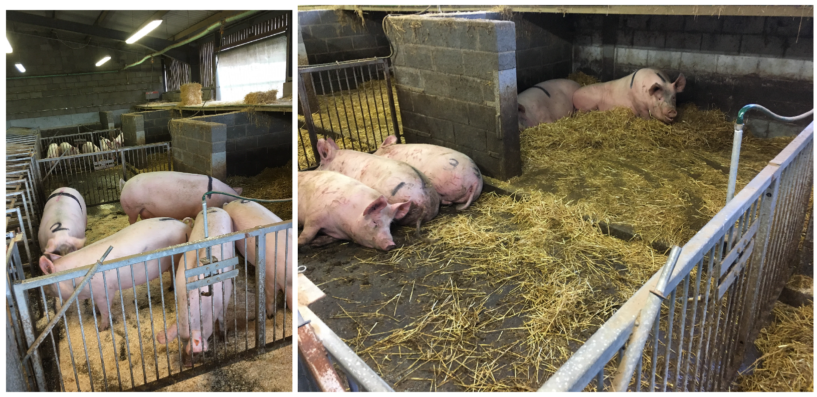 Agriculture 11 00847 g002 550