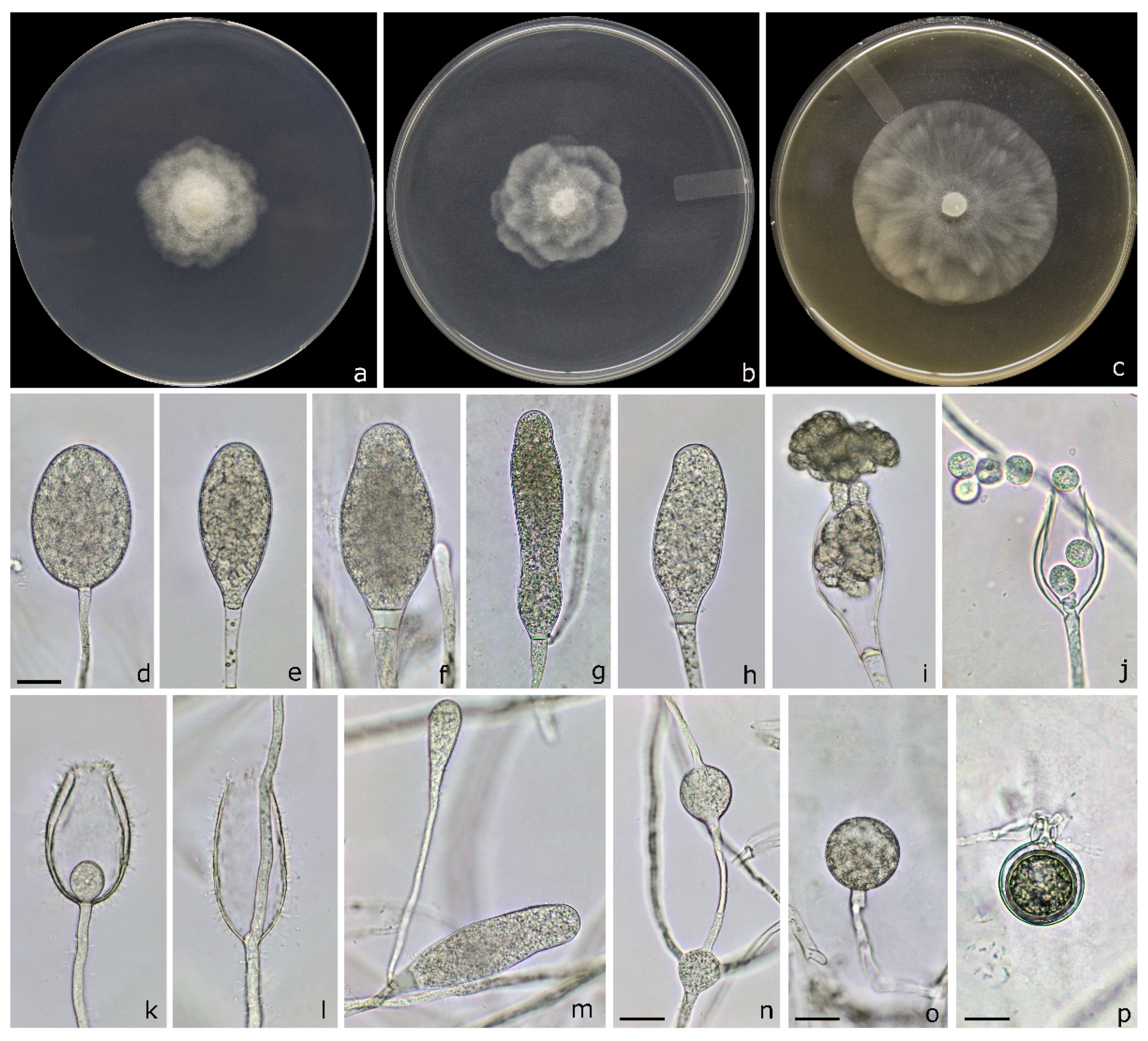 Agriculture 11 00873 g004