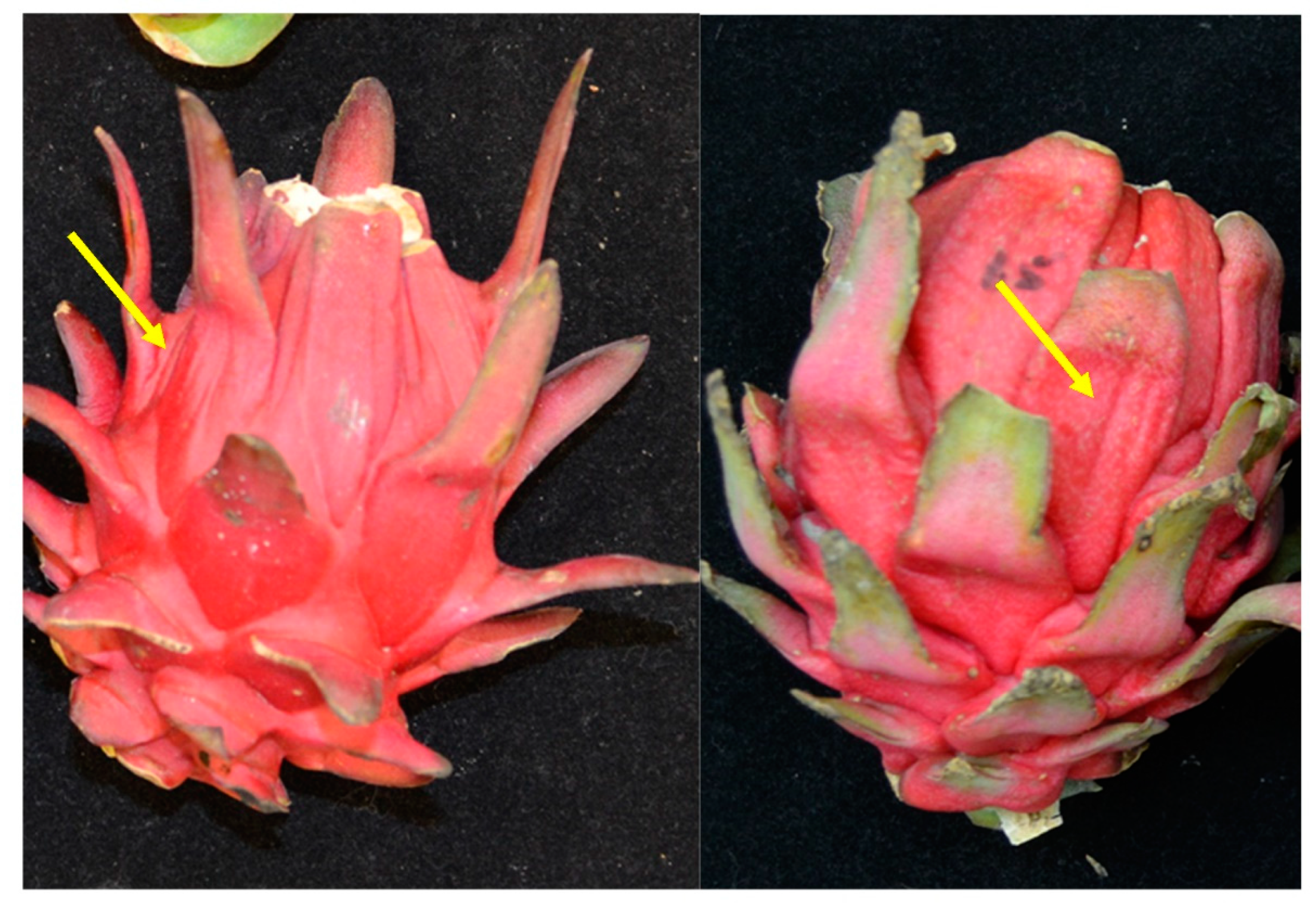 Agriculture 11 00892 g001 550