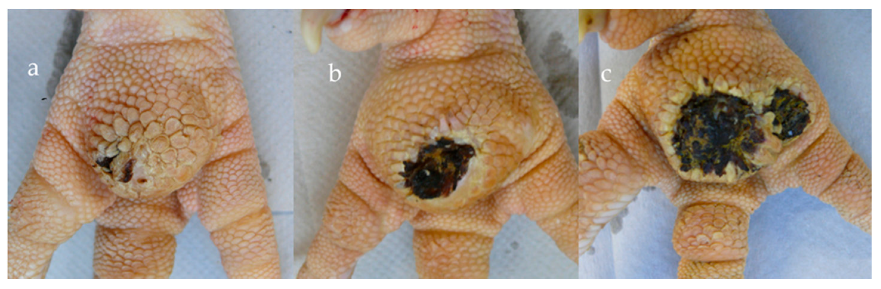 Agriculture 11 00901 g001 Agriculture 11 00901 g001