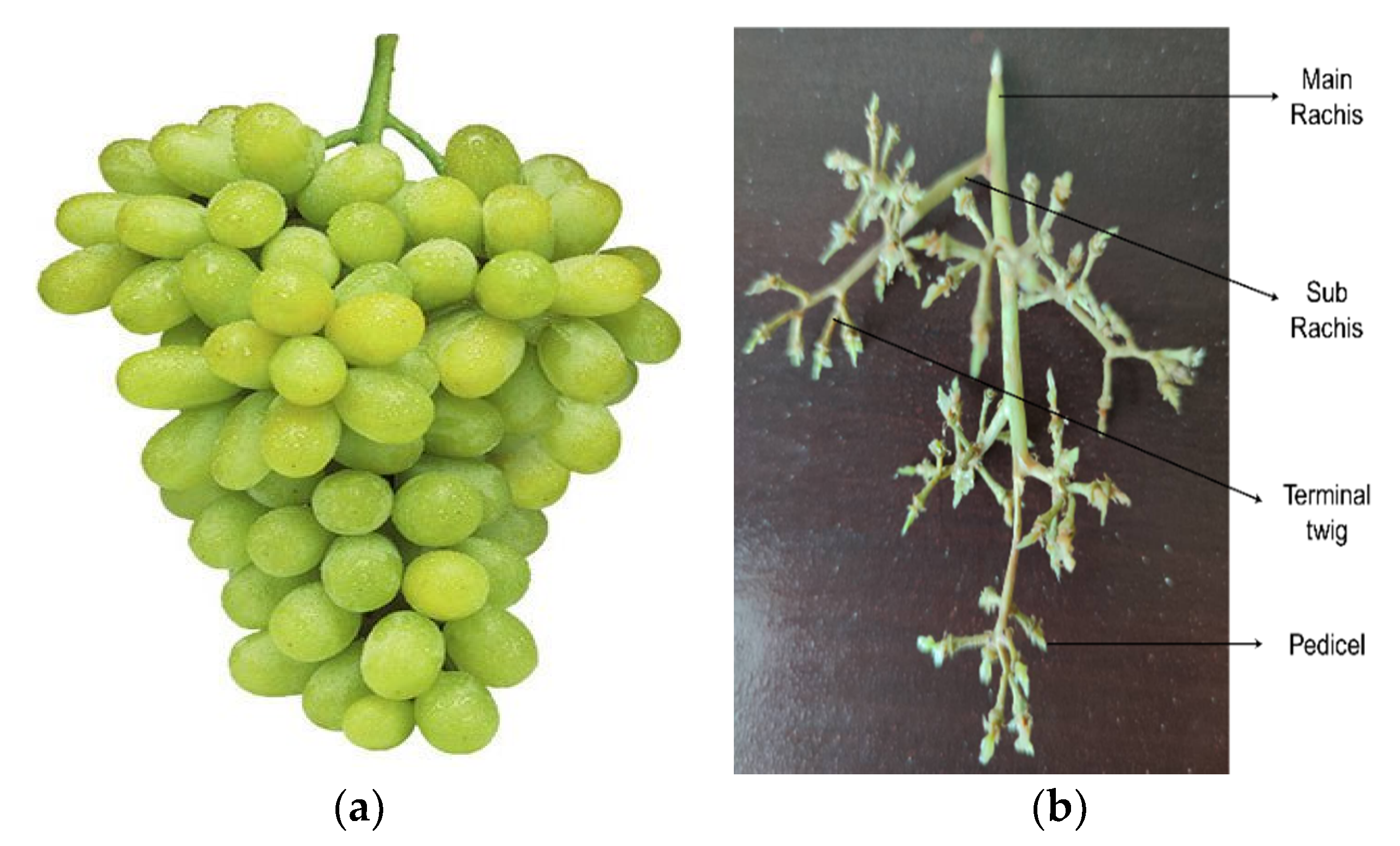 Agriculture Free FullText Experimental Research on Grape Cluster