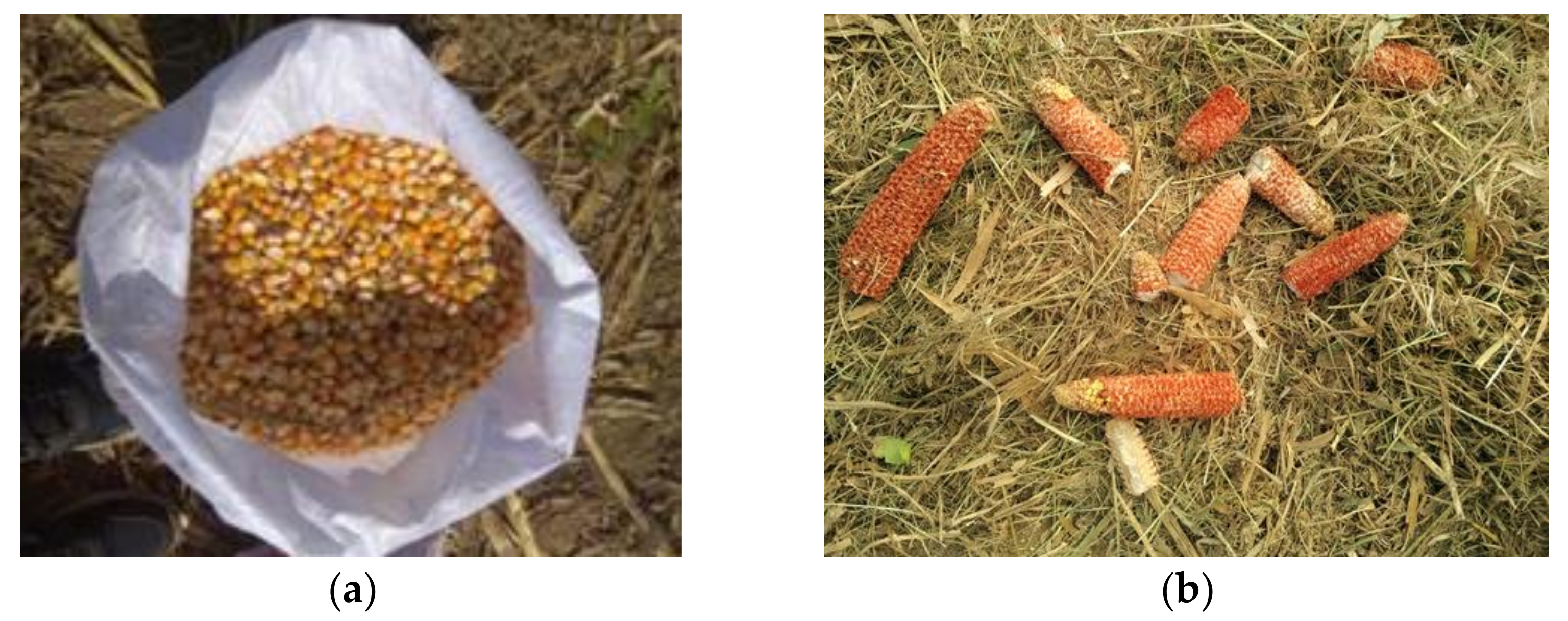 Agriculture 11 00904 g012