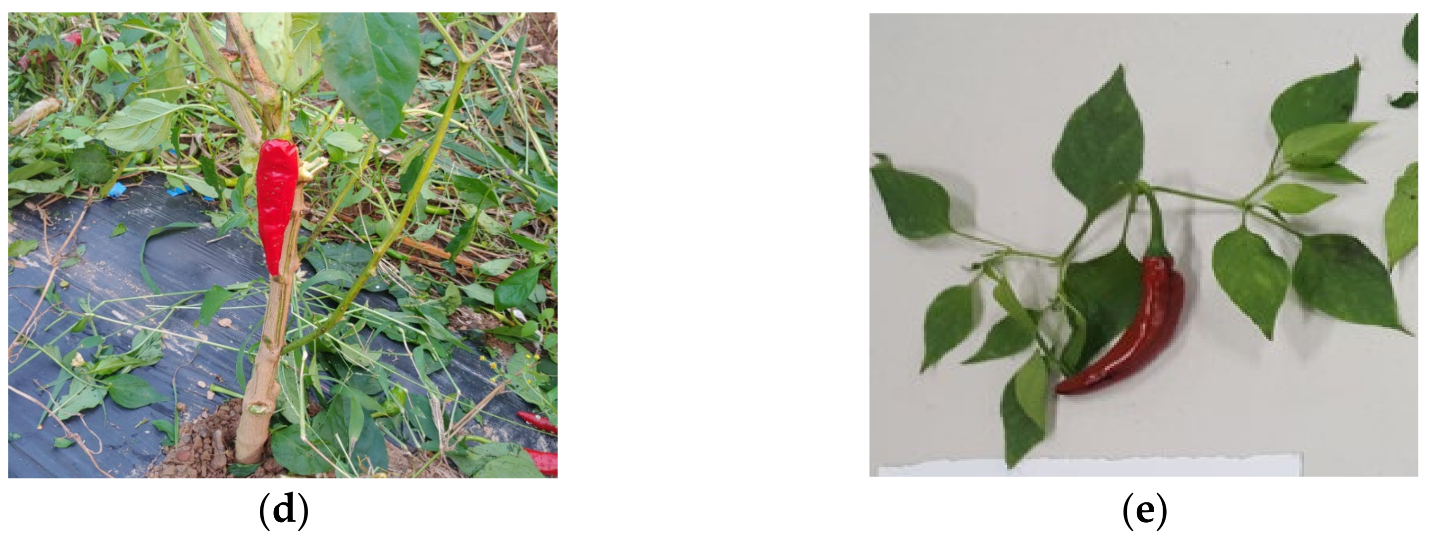 Agriculture 11 00945 g003b