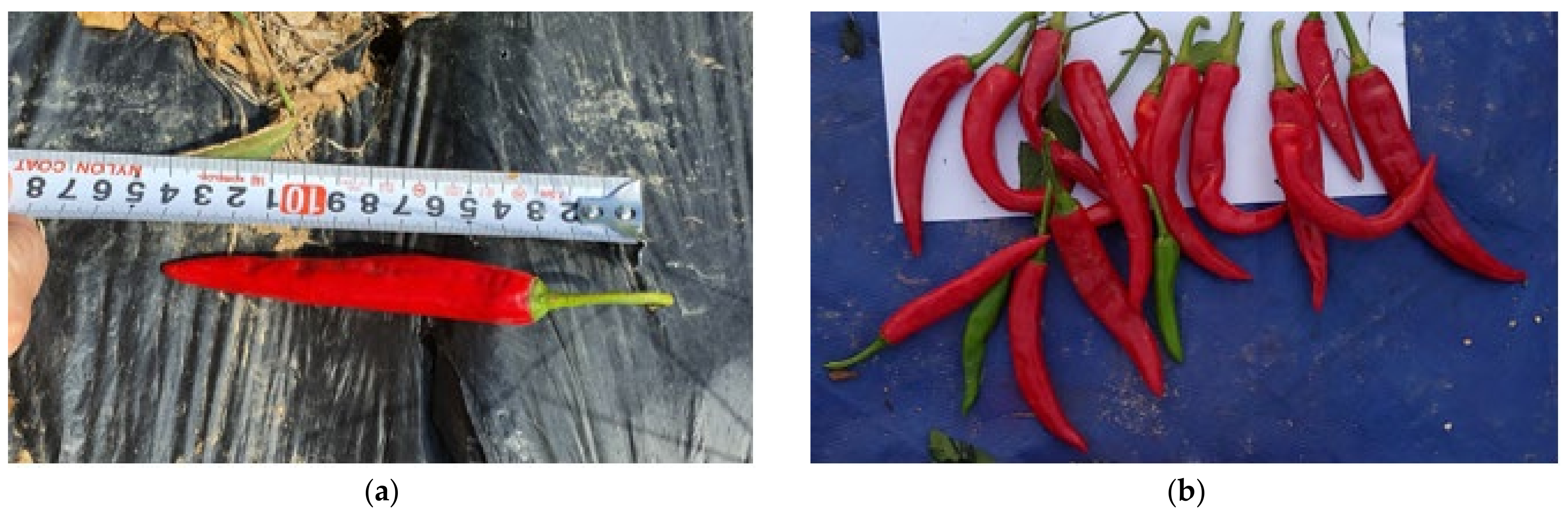 Agriculture 11 00945 g004