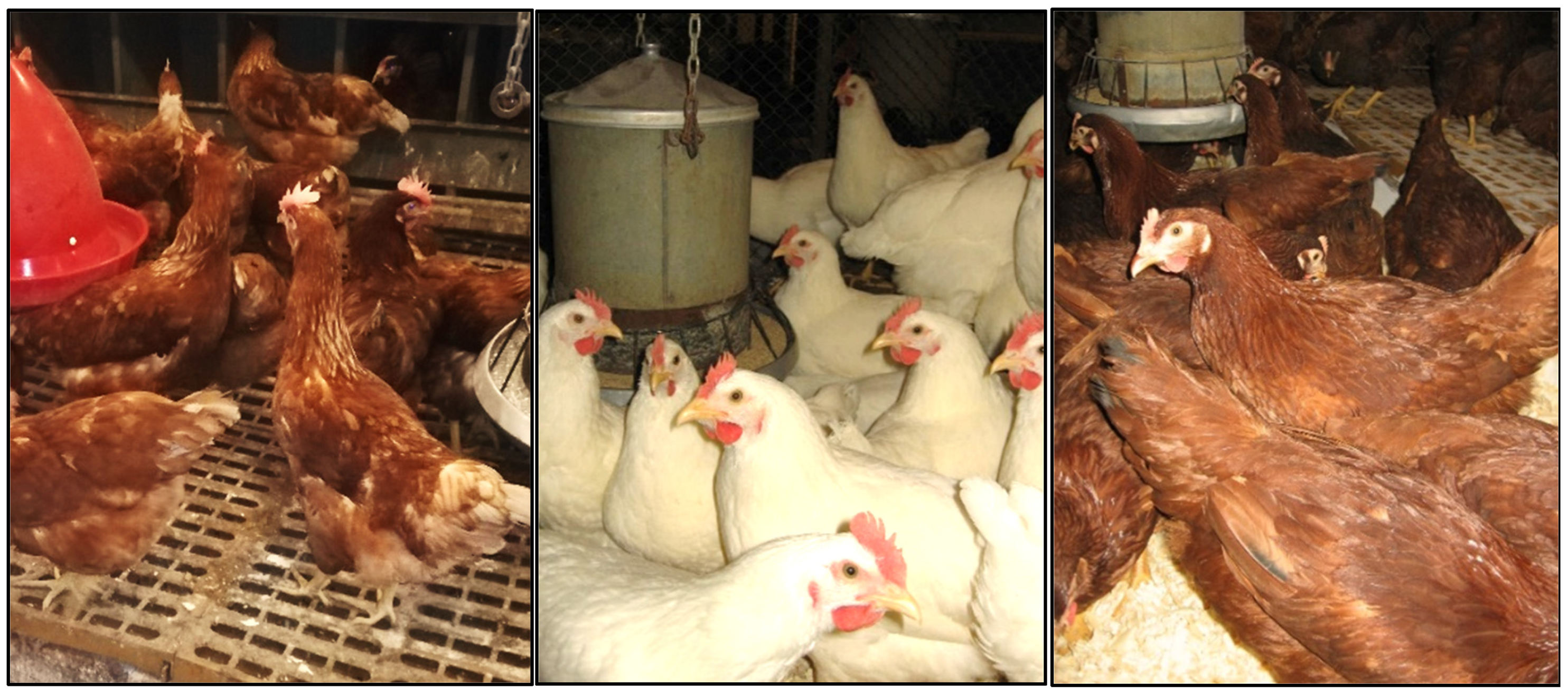 Agriculture 11 00947 g001